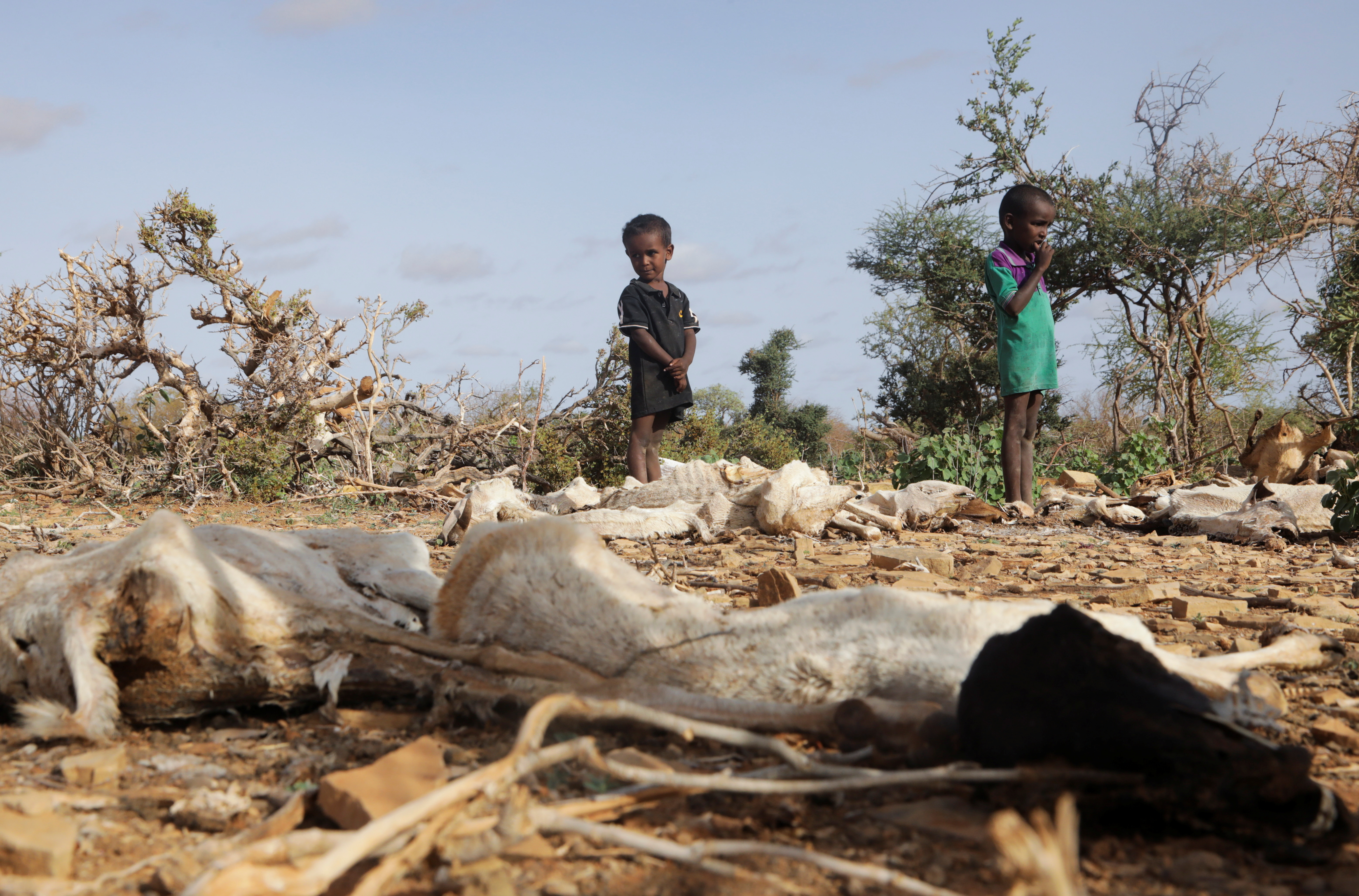 Internally displaced Somali children stand near the carcass of their dead livestock following severe droughts near Dollow, Gedo Region