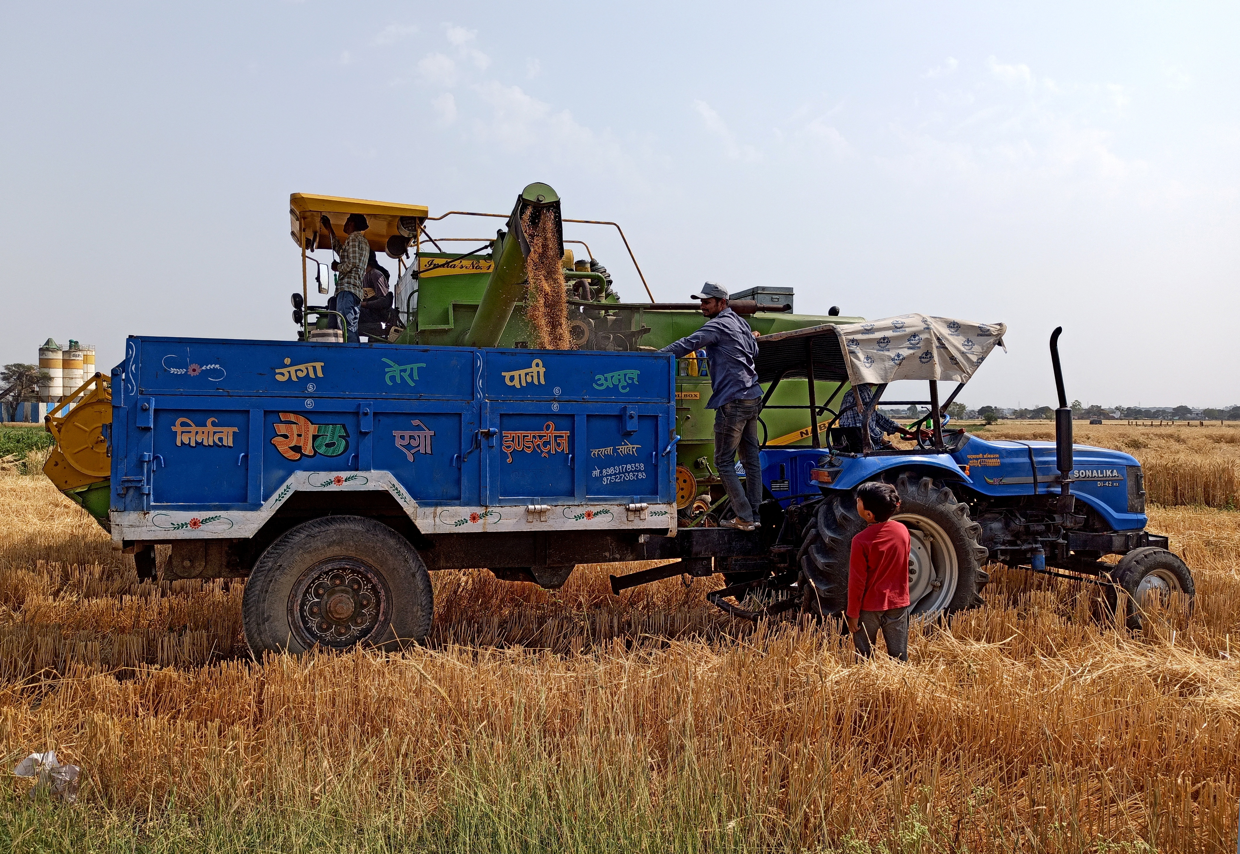 Farmers use a combine to deposit harvested wheat on the outskirts of Indore
