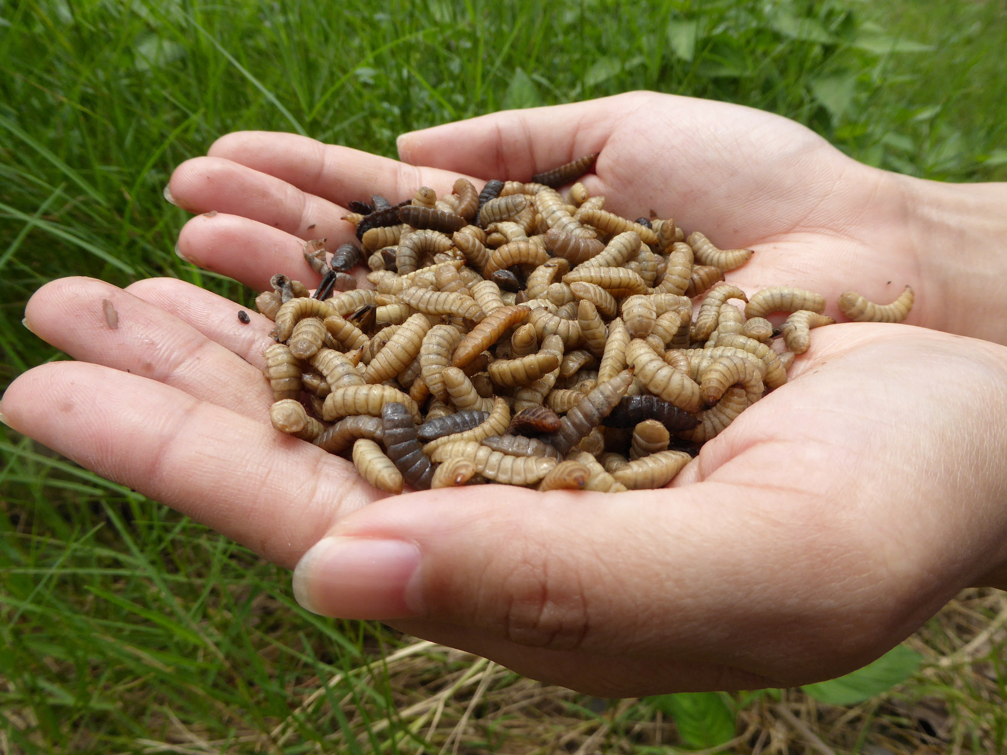 A handful of Black Soldier Fly larvae, photographed in Malaysia