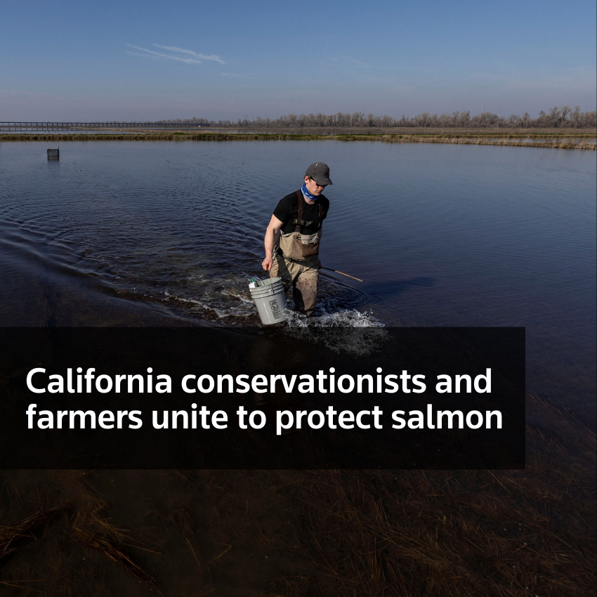 Conservacionistas y agricultores de California se unen para proteger el salmón