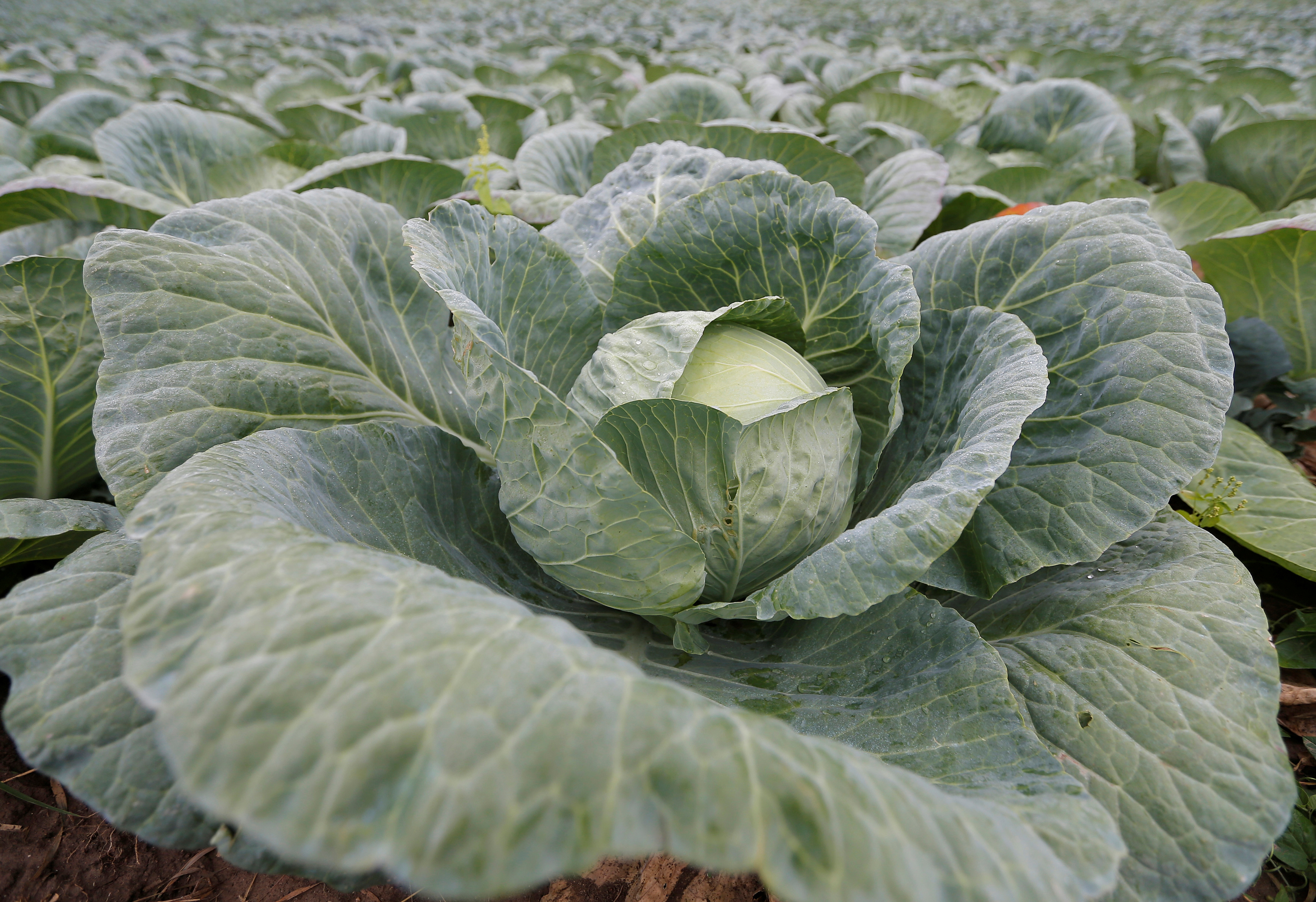 Cabbage in a field in Maistratzheim, in the French region of Alsace