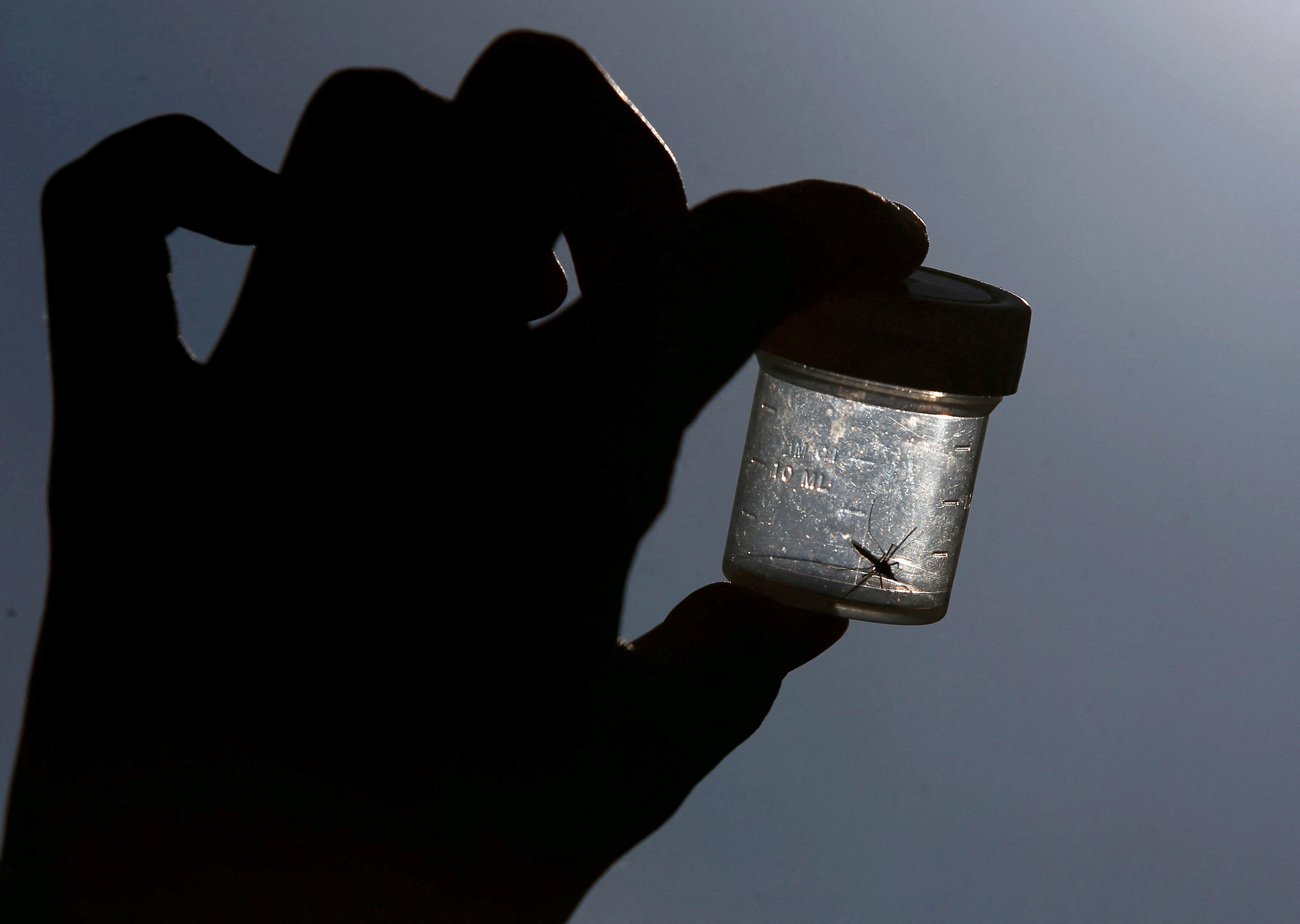 Mosquito is caught in plastic box by German mosquito researcher Kroeger in Leipzig