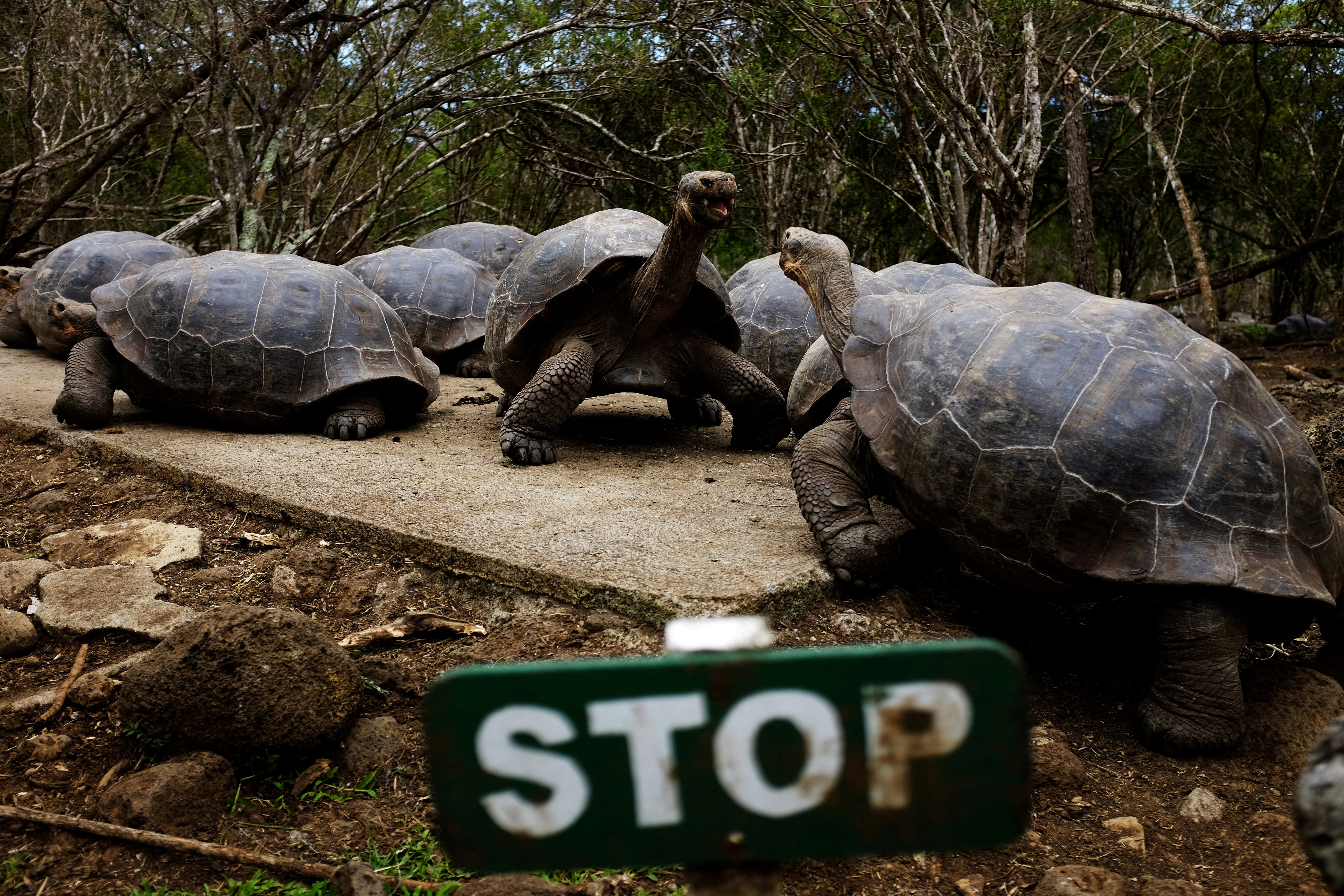 Giant tortoises are seen in Floreana Island at Galapagos National Park