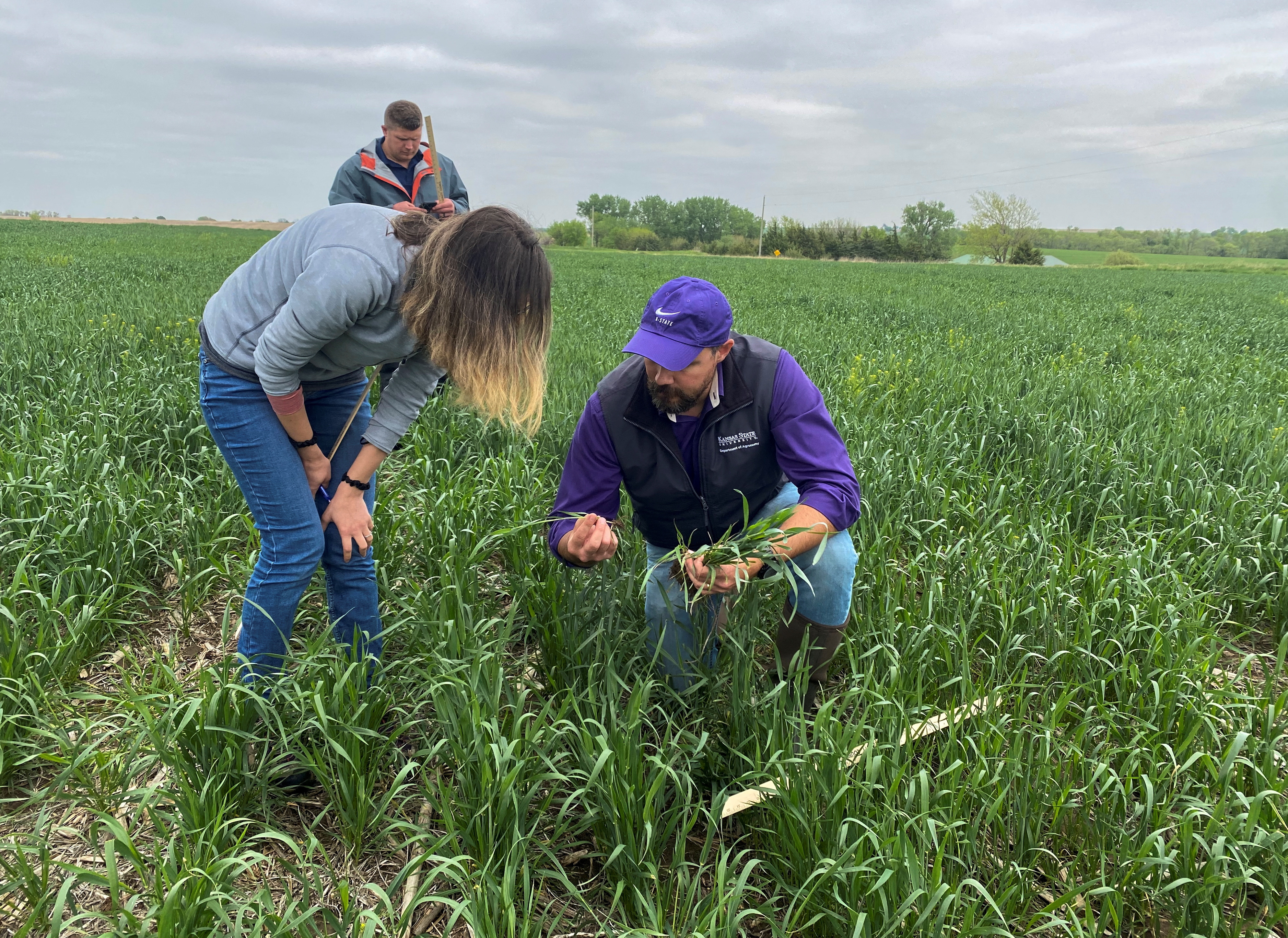 Romulo Lollato, a wheat agronomist for Kansas State University, examines wheat in a field near Washington, Kansas