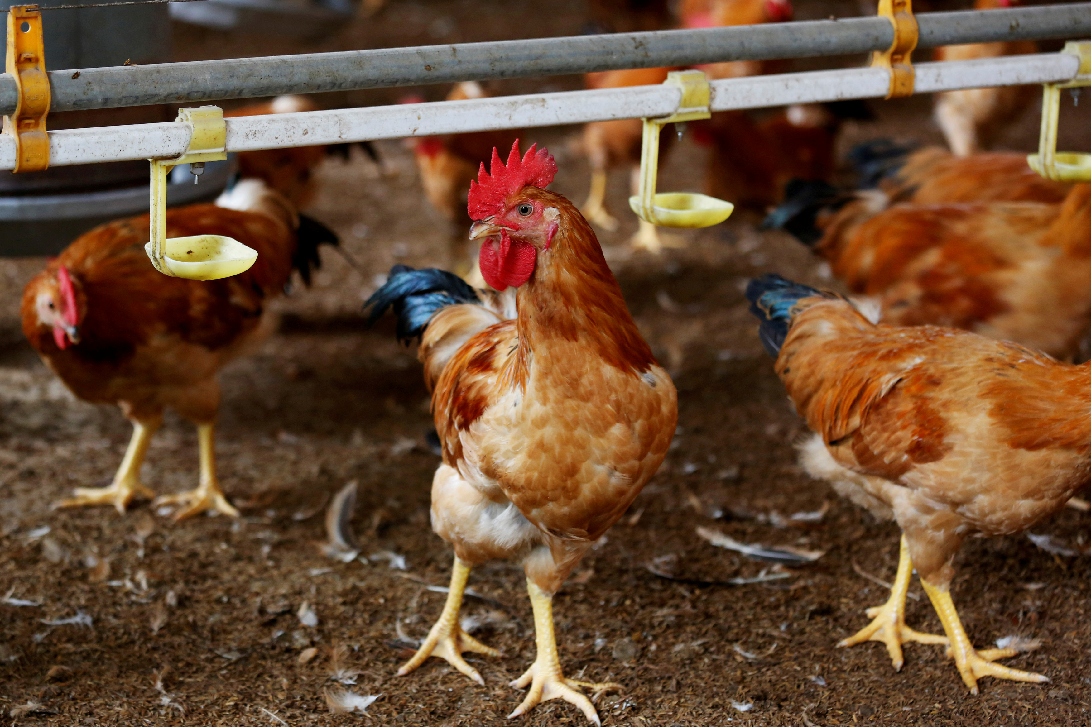 Vietnam Culls 100 000 Poultry As Bird Flu Outbreaks Spread Reuters