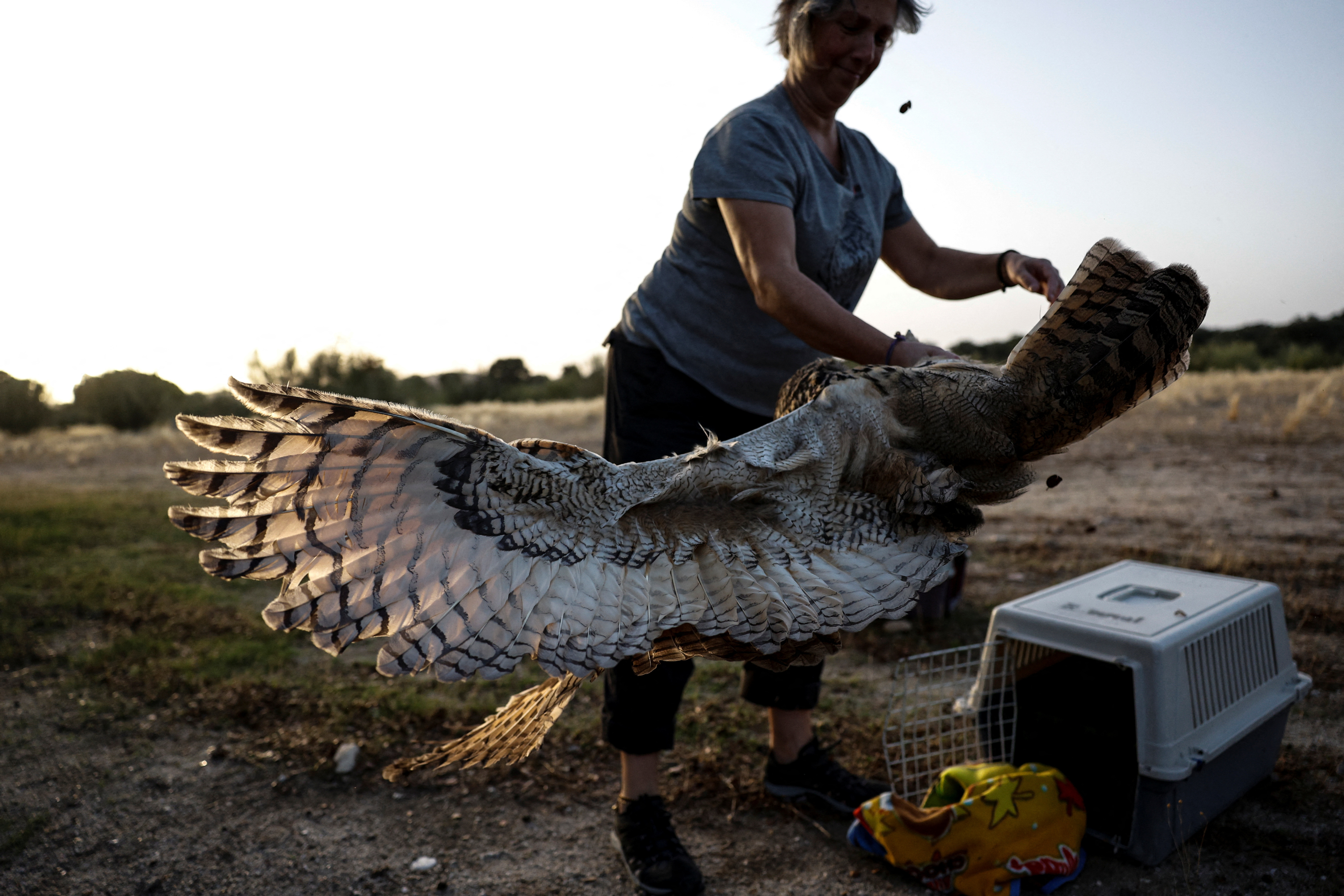 After Years in Captivity, These Rescued Harpy Eagles Are