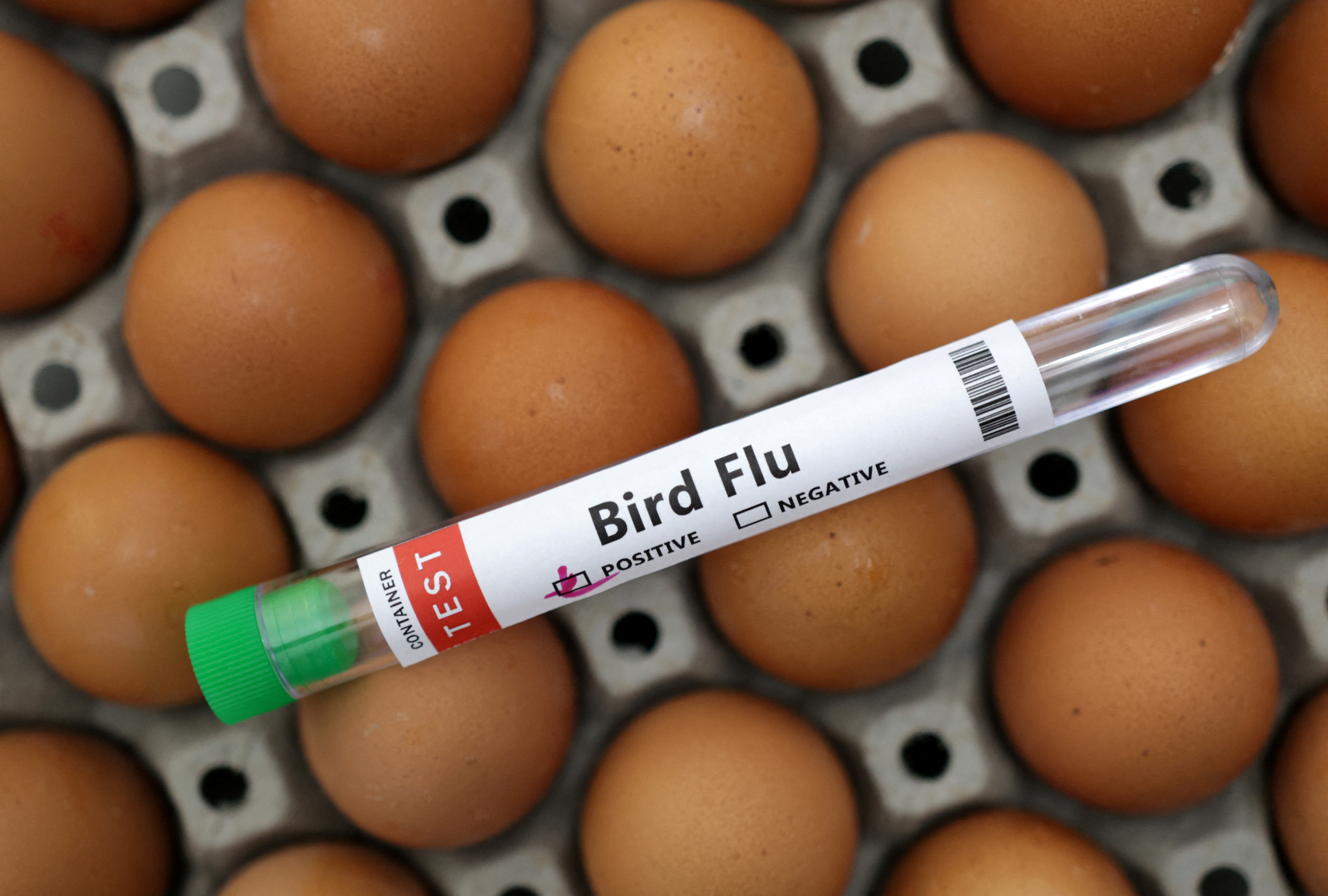 Illustration shows test tube labelled "Bird Flu" and eggs