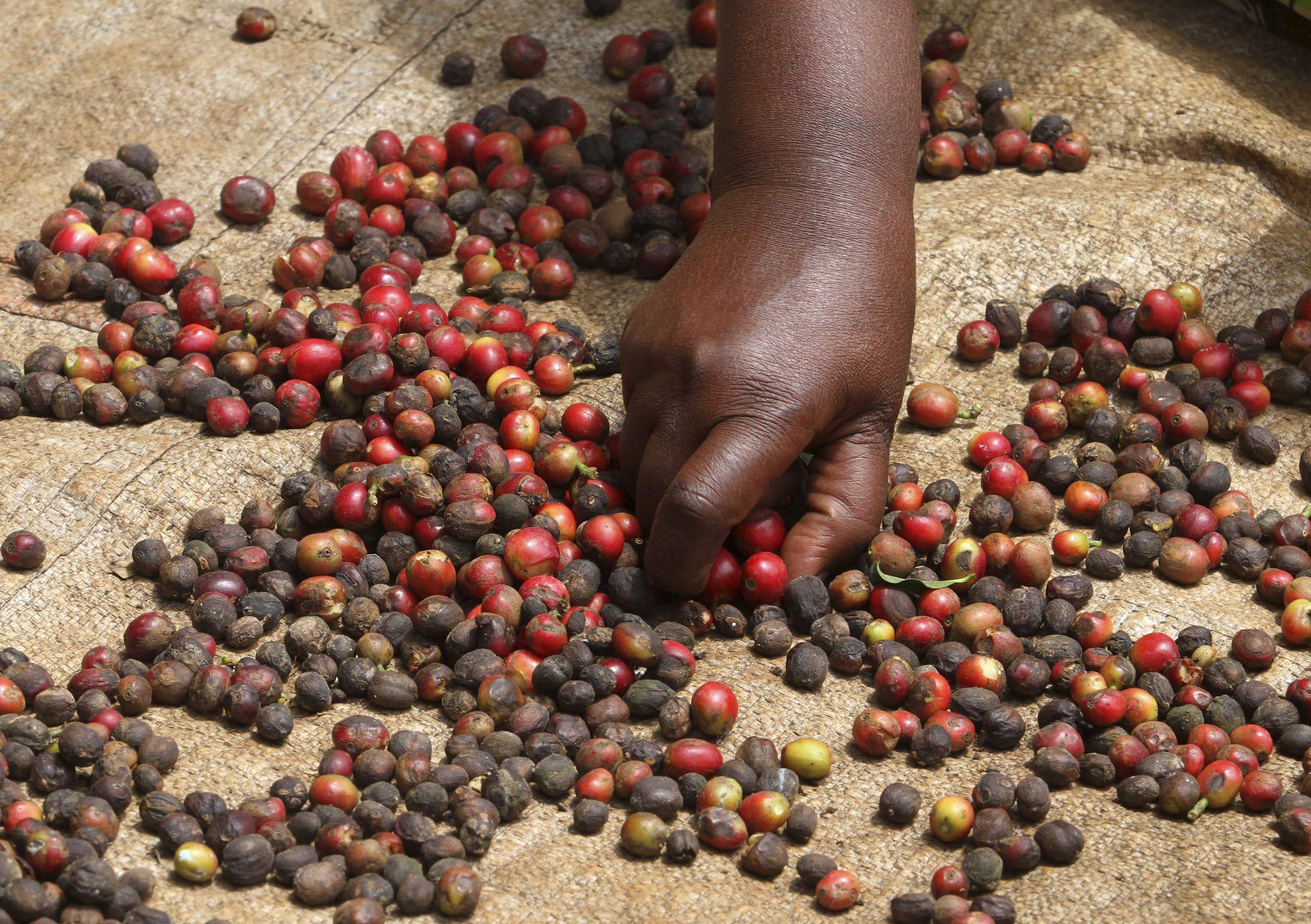 A coffee farmer picks ripe berries in a farm in Karatina