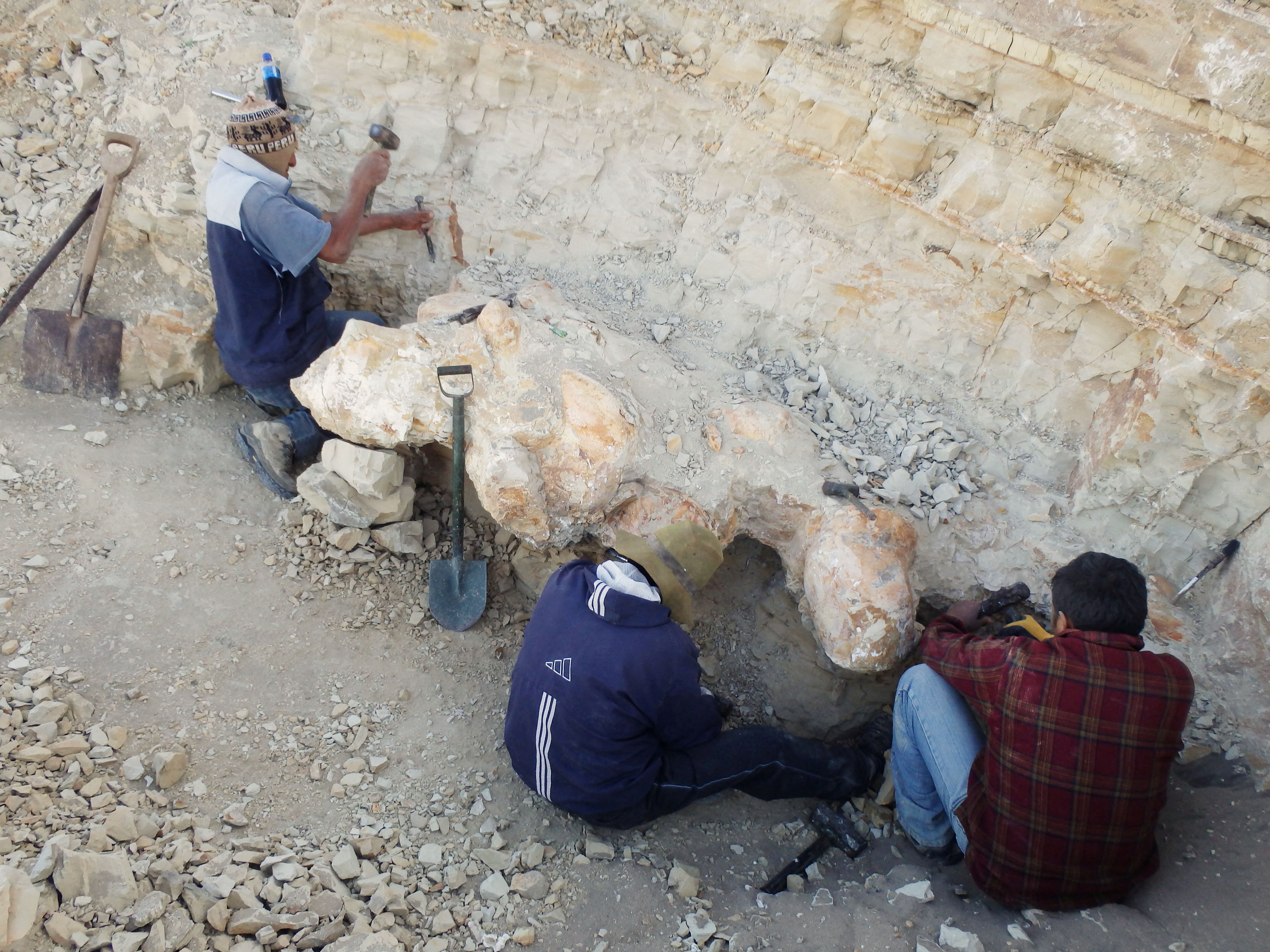 Scientists excavate a vertebra fossil of Perucetus colossus, a huge early whale that lived about 38-40 million years ago