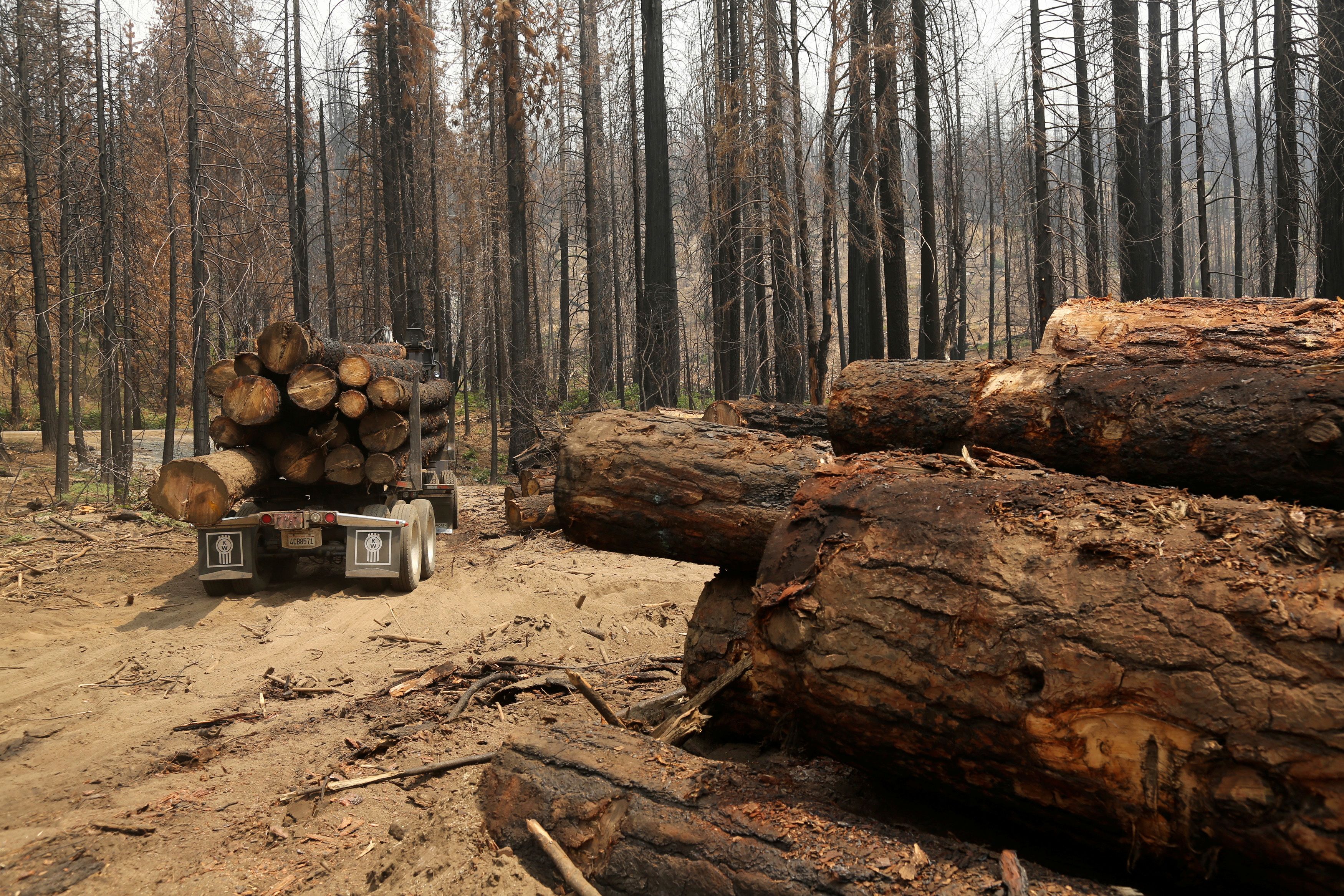 A logging truck is pictured among burned trees, felled following last year's Rim fire, near Groveland, California July 30, 2014. Long, heavy logging trucks, swaying with the weight of charred California pines, wind through the forest near Yosemite National Park, part of an effort to clean up from last year's devastating wildfires even as new blazes break out this summer. To match Feature USA-CALIFORNIA/WILDFIRES-TREES  REUTERS/Robert Galbraith  (UNITED STATES - Tags: ENVIRONMENT DISASTER)