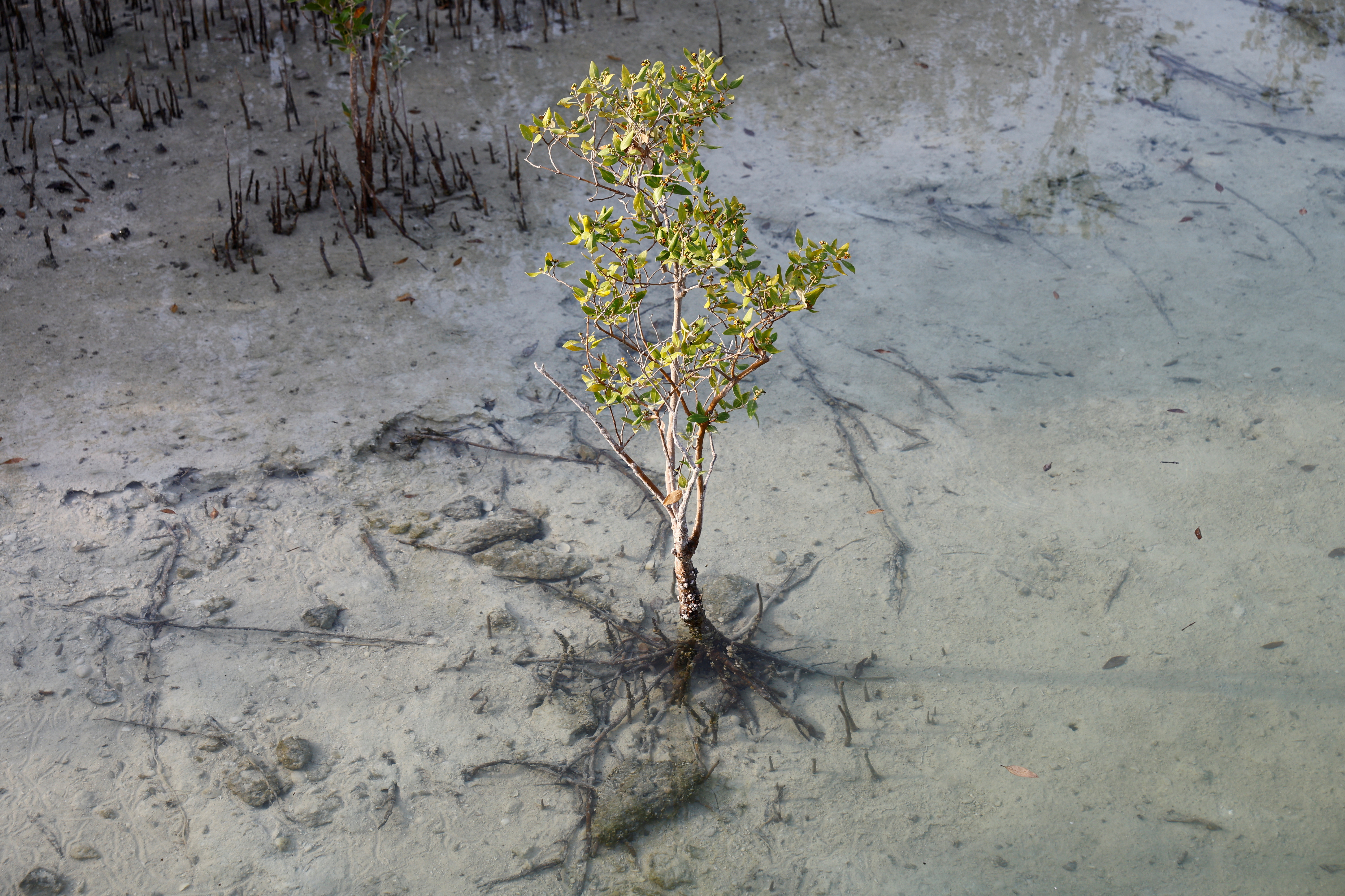 A view of a young grey mangrove (avicennia marina), which can grow in highly saline water, most commonly in the UAE, at the Eastern Mangrove National Park, in Abu Dhabi