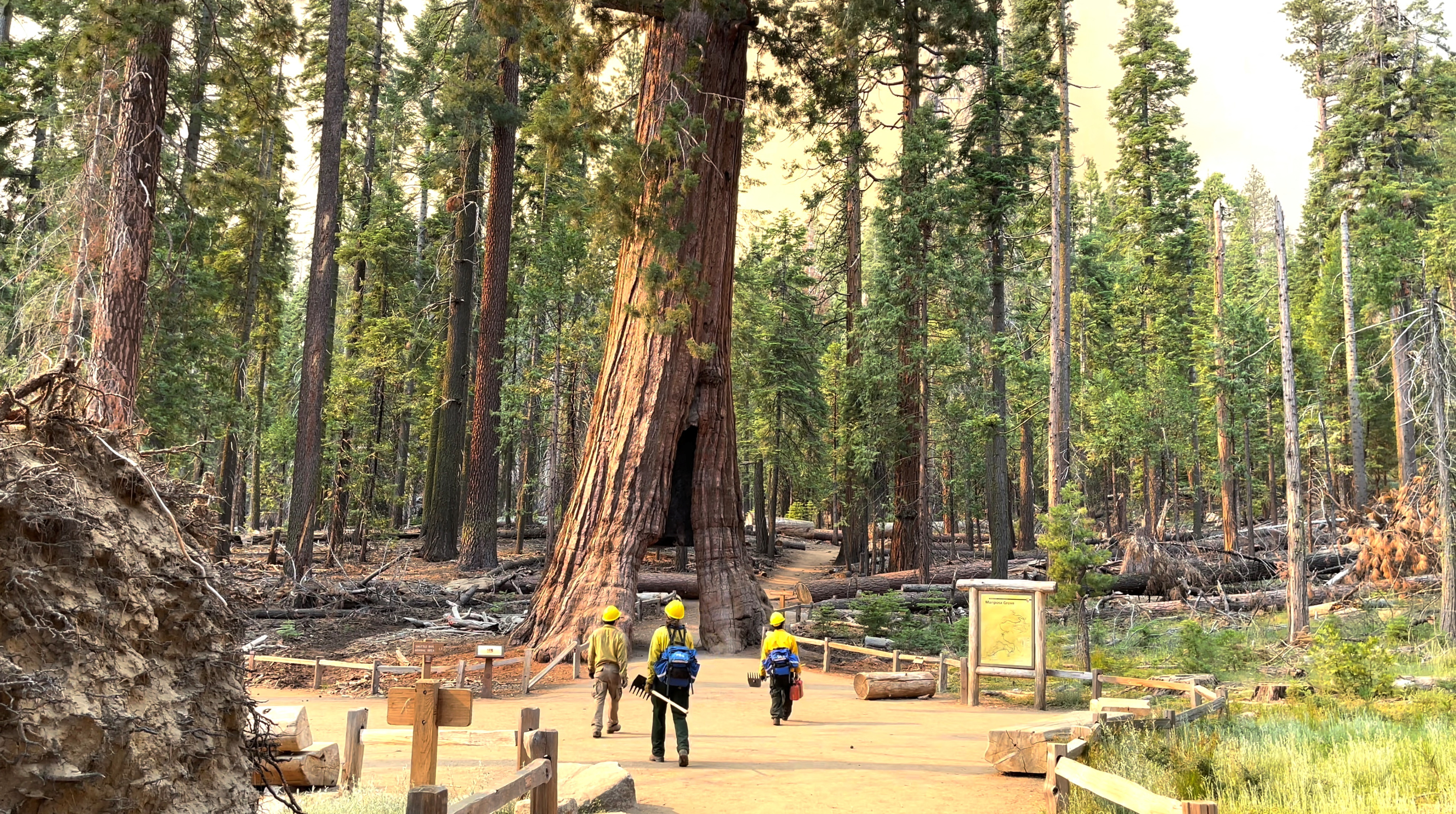 Workers walk to prepare the area to protect it, as Washburn Fire continues to burn in the area, in Yosemite National Park's Mariposa Grove