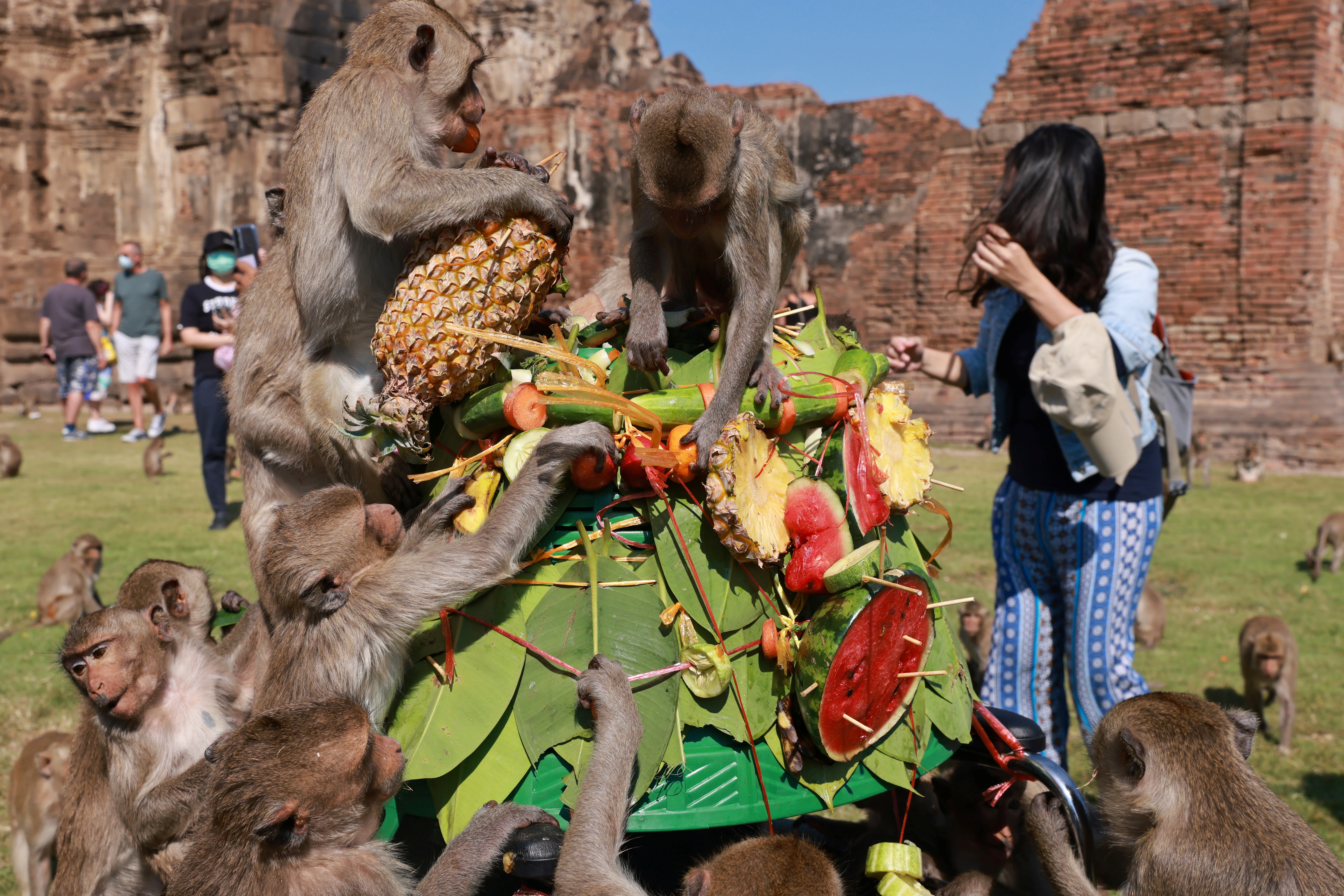 Monkeys eat fruit during the annual Monkey Festival which resumed after a two-year gap caused by  the COVID-19 pandemic, in Lopburi province, Thailand, November 28, 2021. REUTERS/Jiraporn Kuhakan