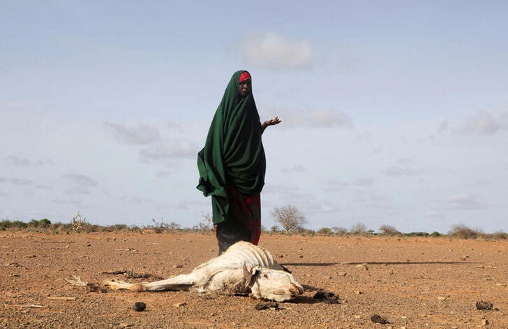 An internally displaced Somali woman stands near the carcass of her dead livestock amid severe drought near Dollow, Gedo Region, Somalia