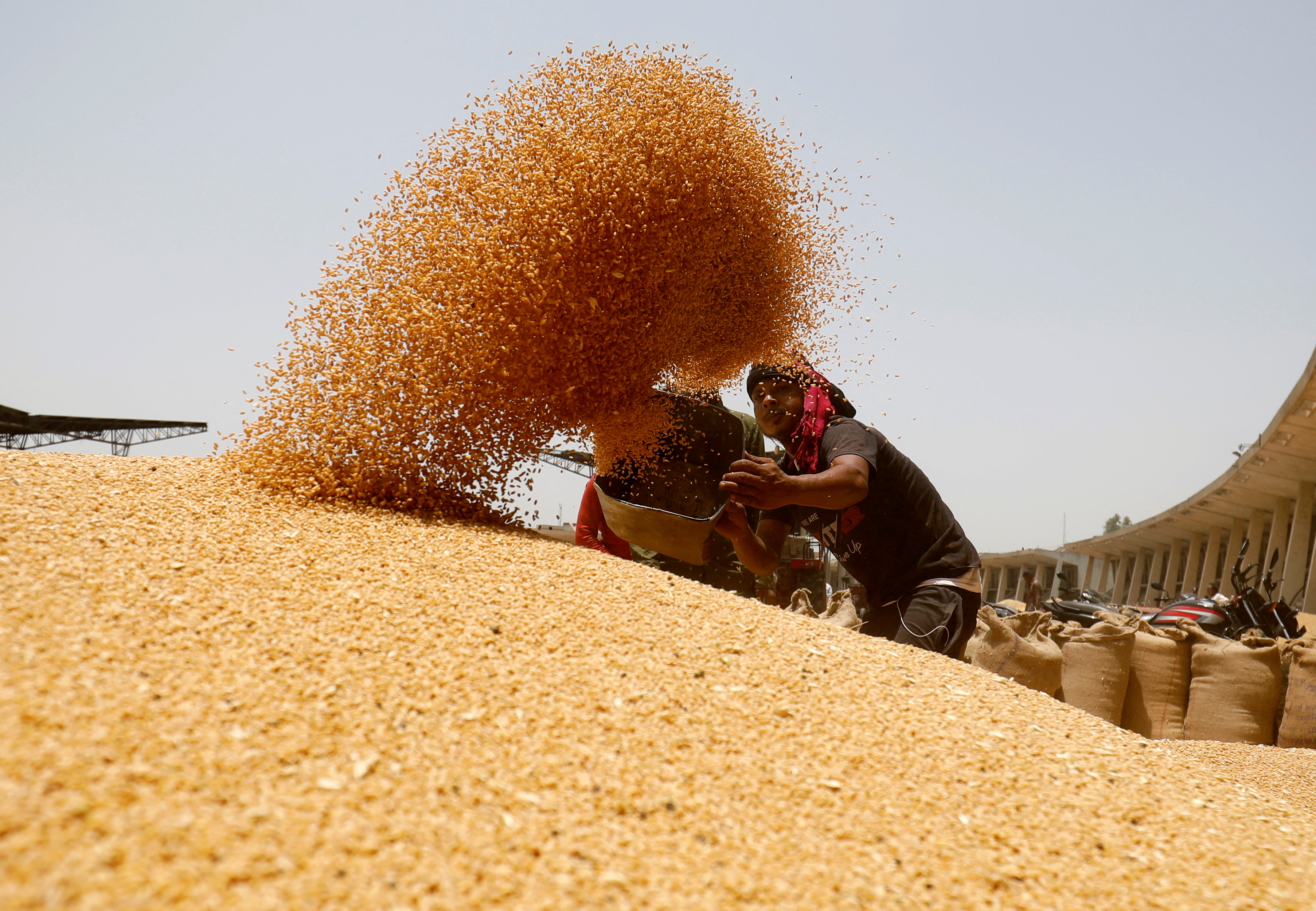 A worker sifts wheat before filling in sacks at a market yard on the outskirts of Ahmedabad