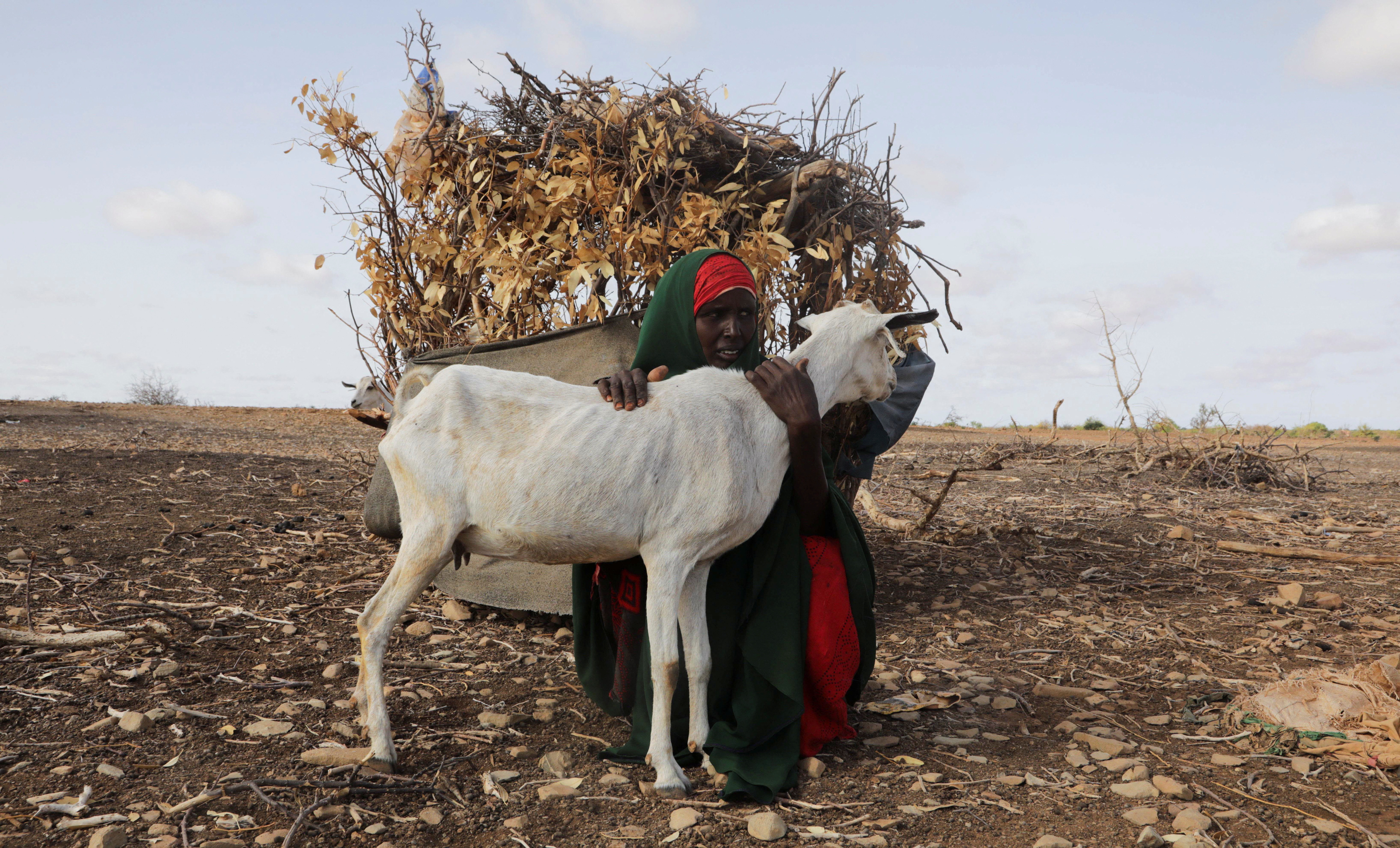 Internally displaced Somali woman Habiba Bile holds her surviving goat following severe droughts near Dollow, Gedo Region