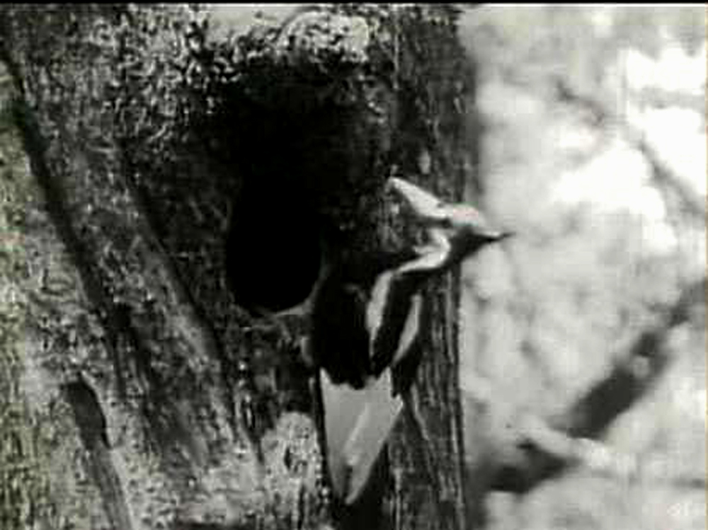 The ivory-billed woodpecker, feared extinct for 60 years, has been seen in a remote part of Arkansas.