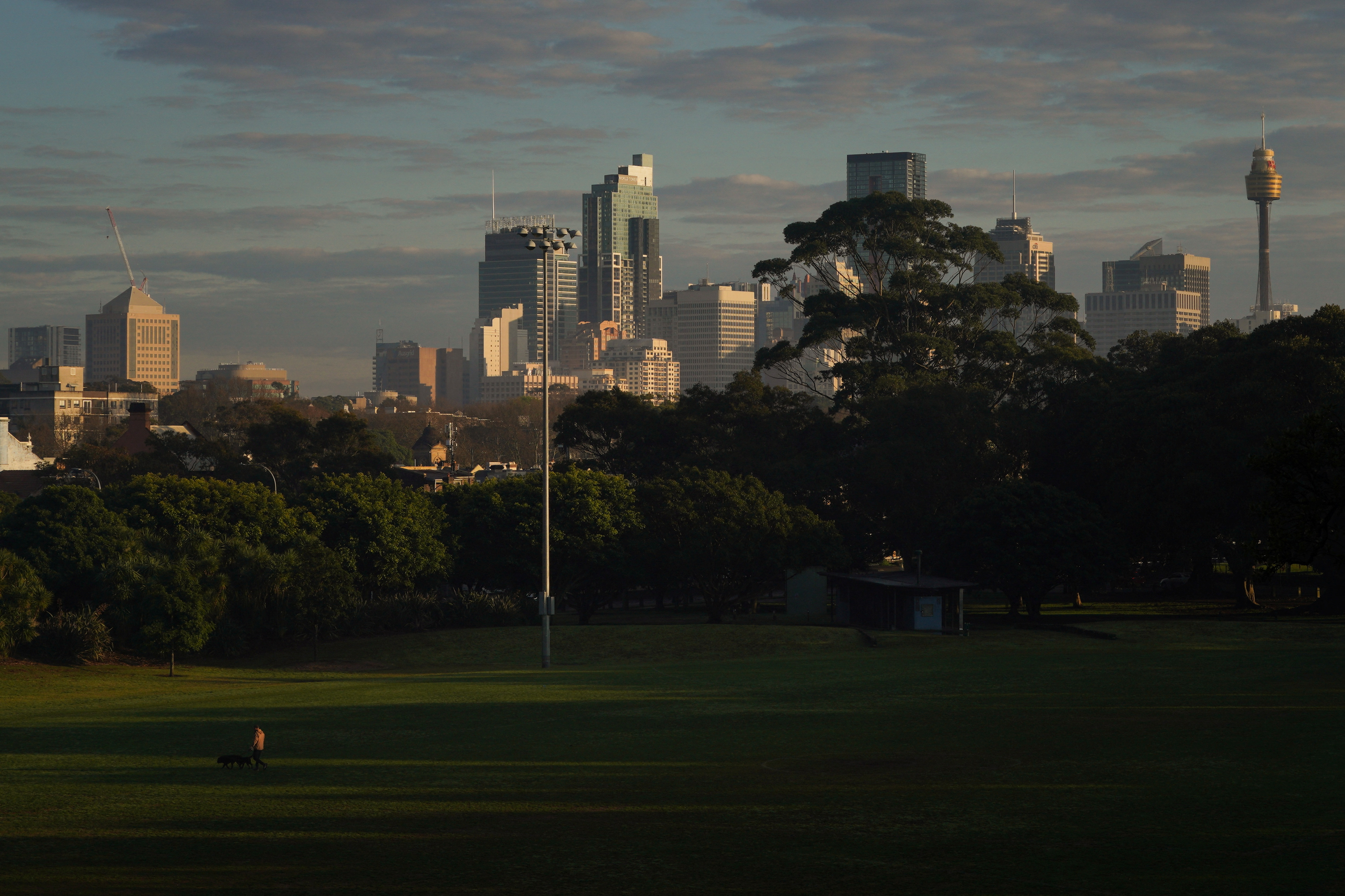 A person walks dogs through a park in front of the city skyline at sunrise in Sydney