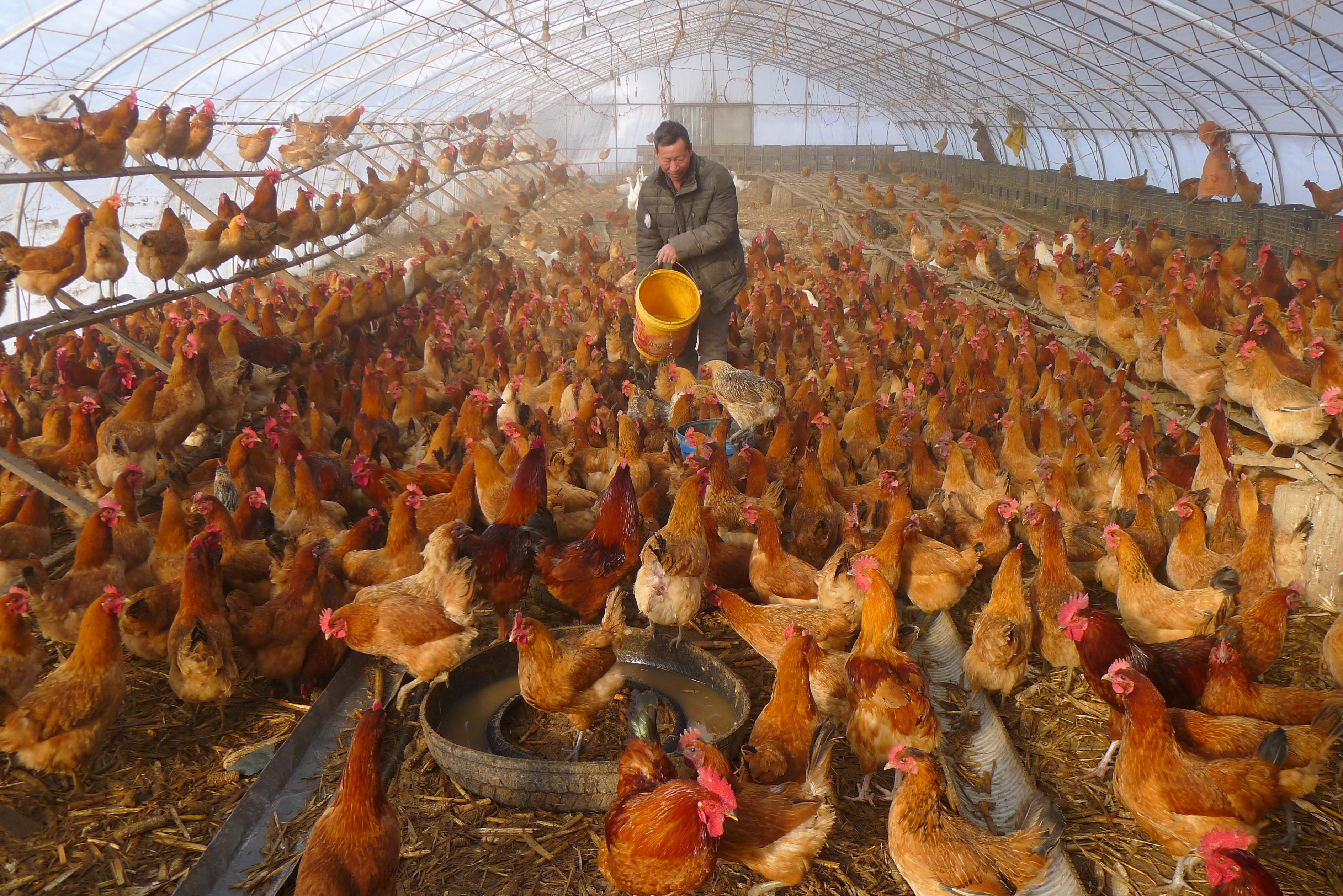  A man provides water for chickens inside a greenhouse at a farm in Heihe, Heilongjiang province, China November 17, 2019.   REUTERS/Stringer   