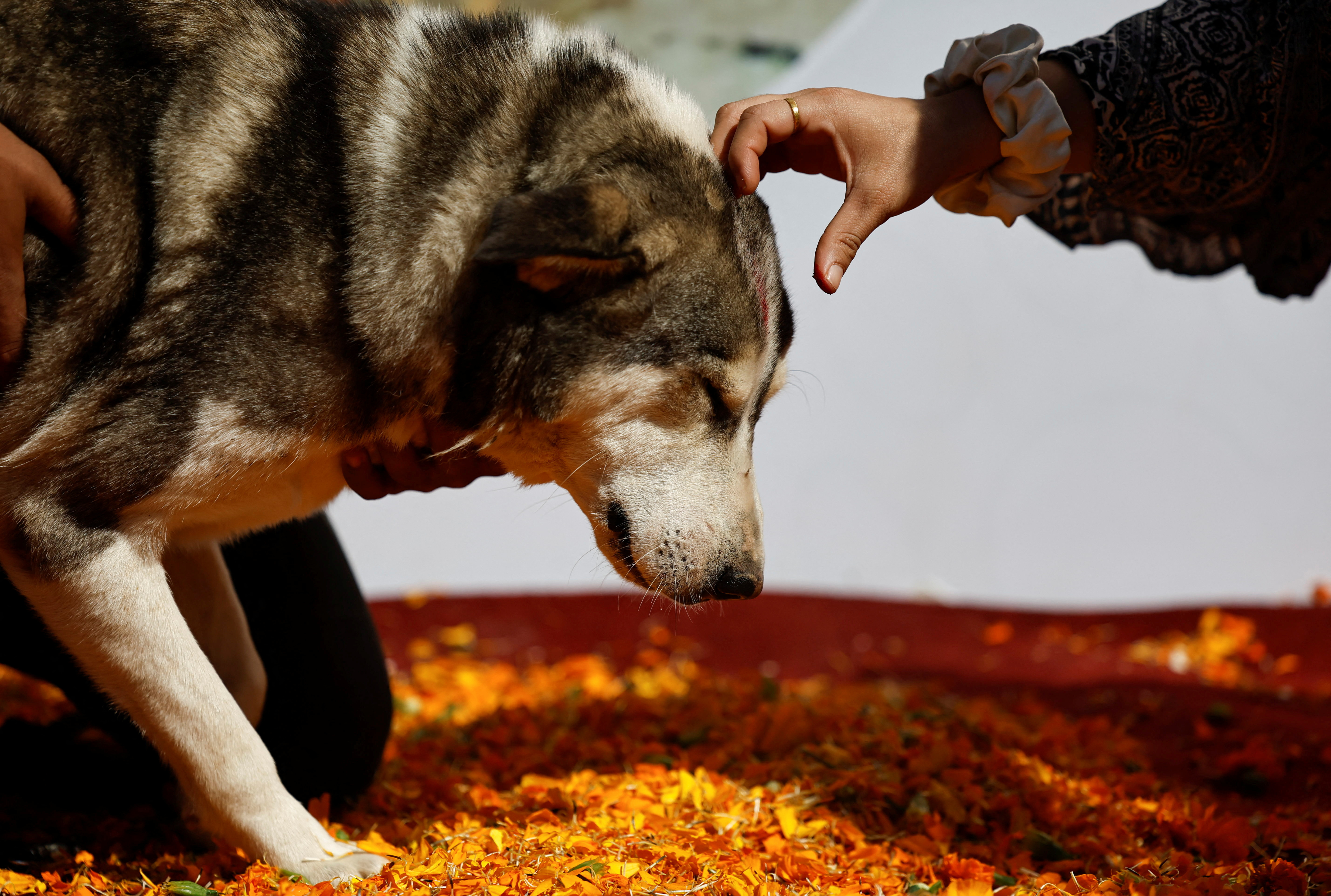 Dogs get their day at Hindu festival dedicated to them in Nepal | Reuters