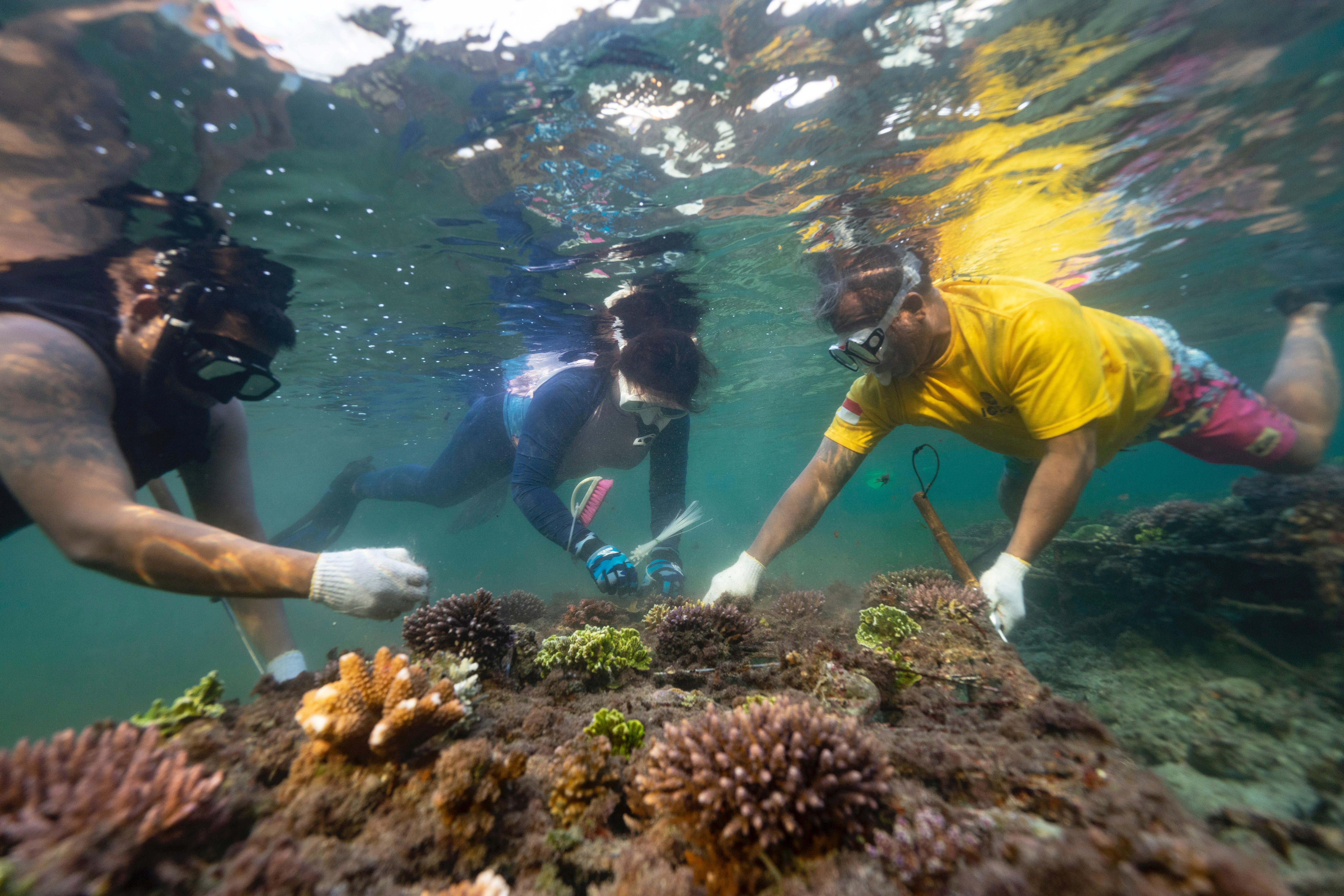 Conservationist Hutasoit, cleans coral nursery from algae in Nusa Dua, Bali