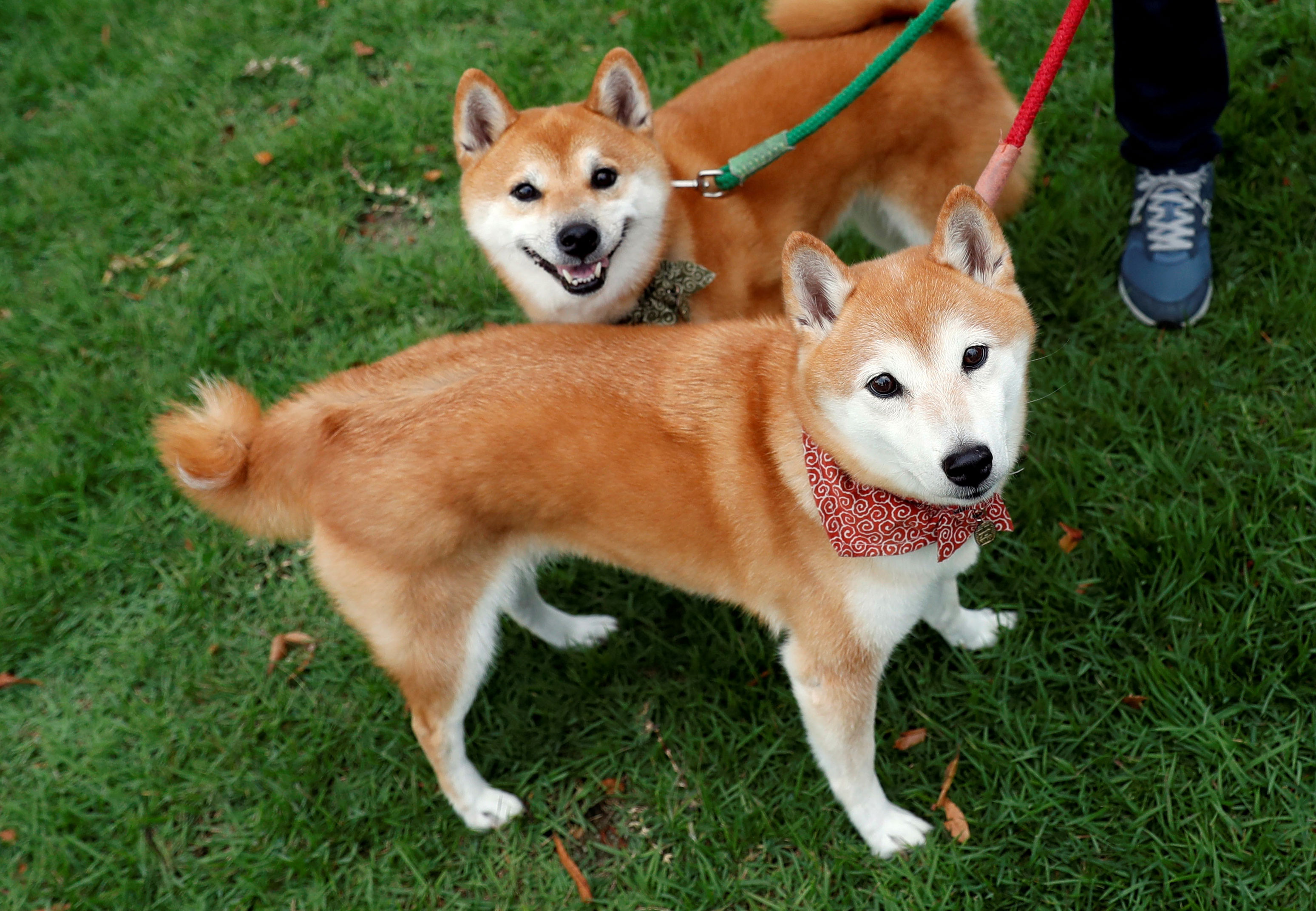 Doge kind of store dog