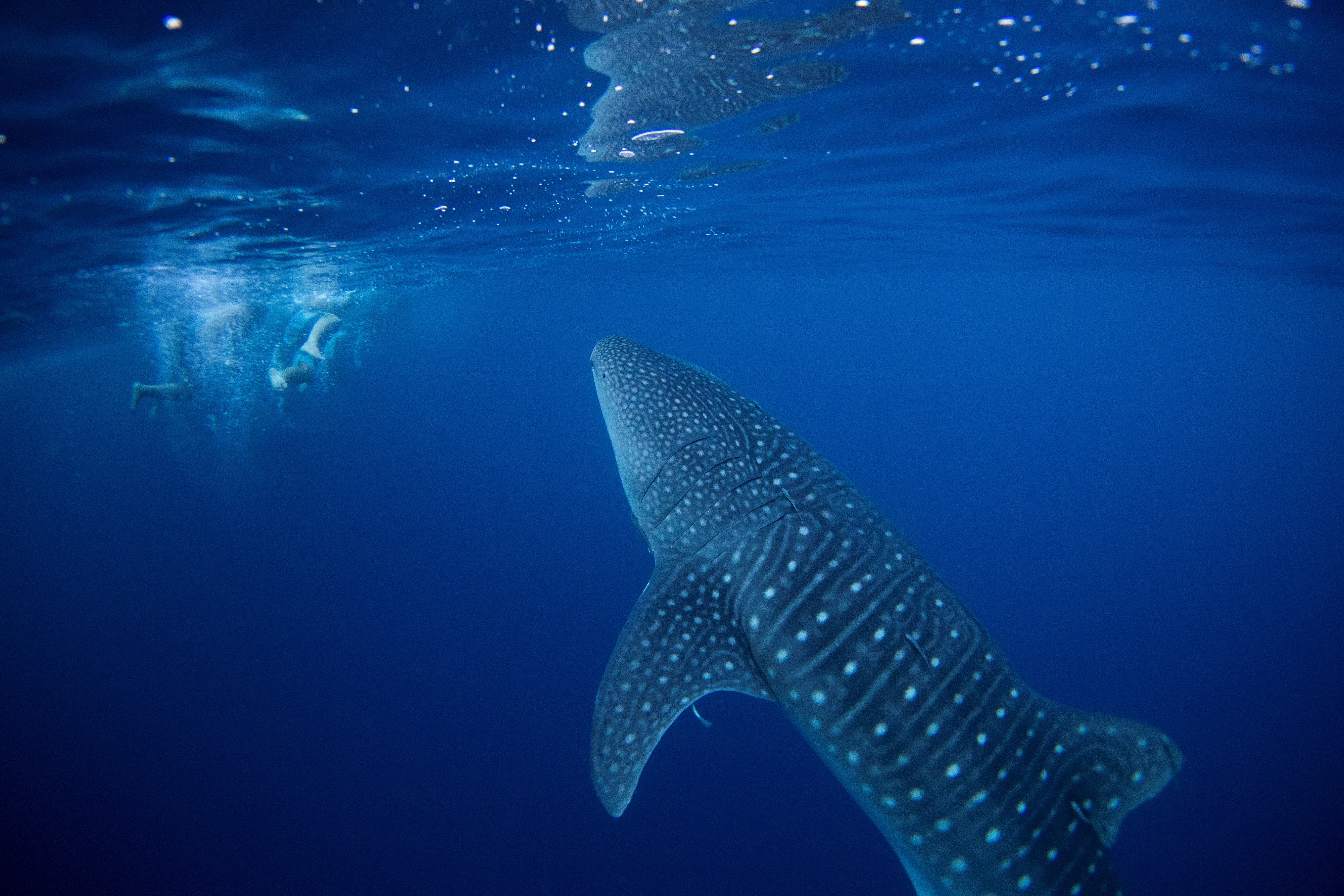 Whale shark swims next to volunteer divers after they removed an abandoned fishing net in a protected area of Ko Losin