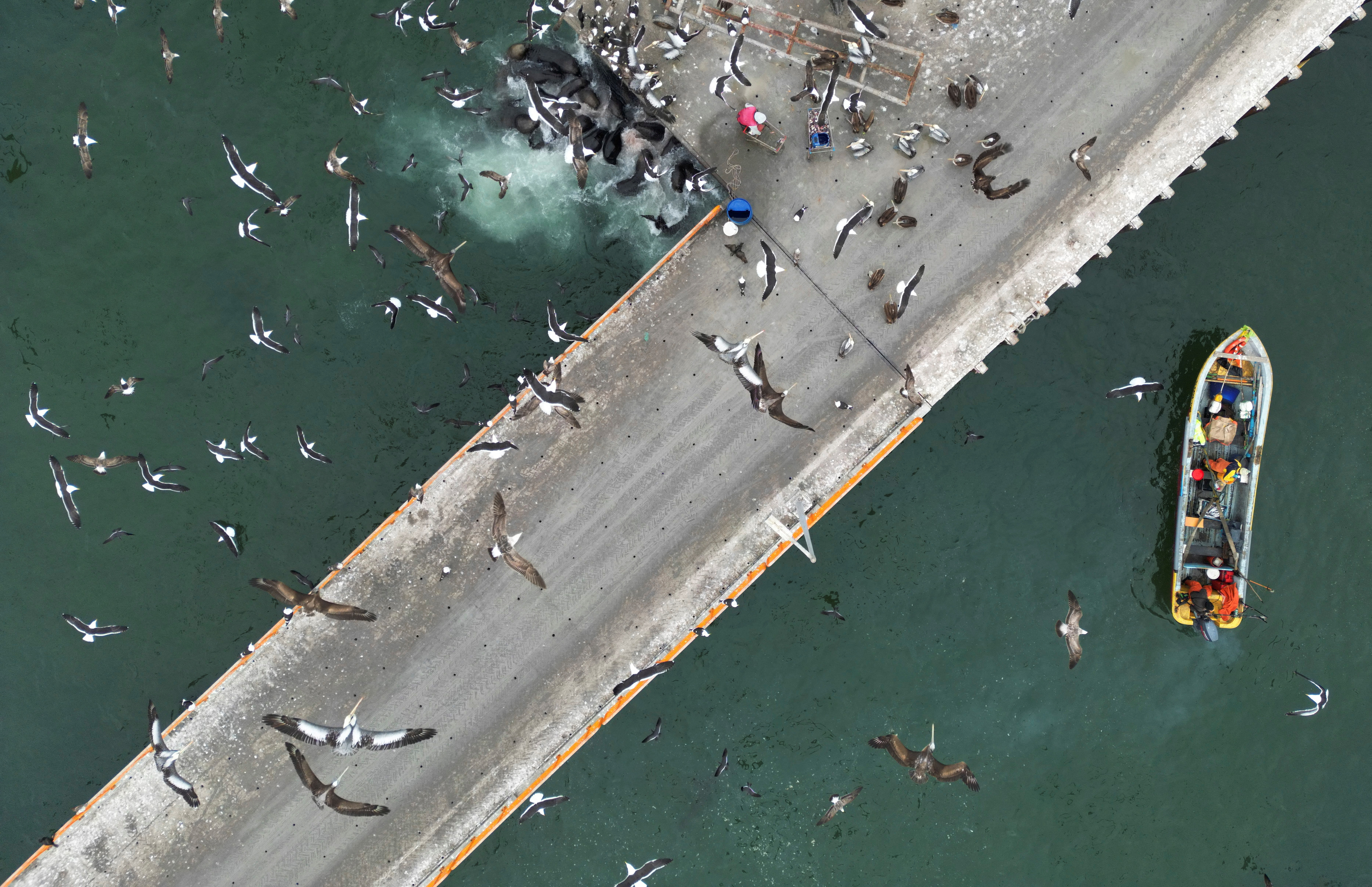 An aerial view of artisanal fishers on boats arriving at the fishermen's cove in Valparaiso
