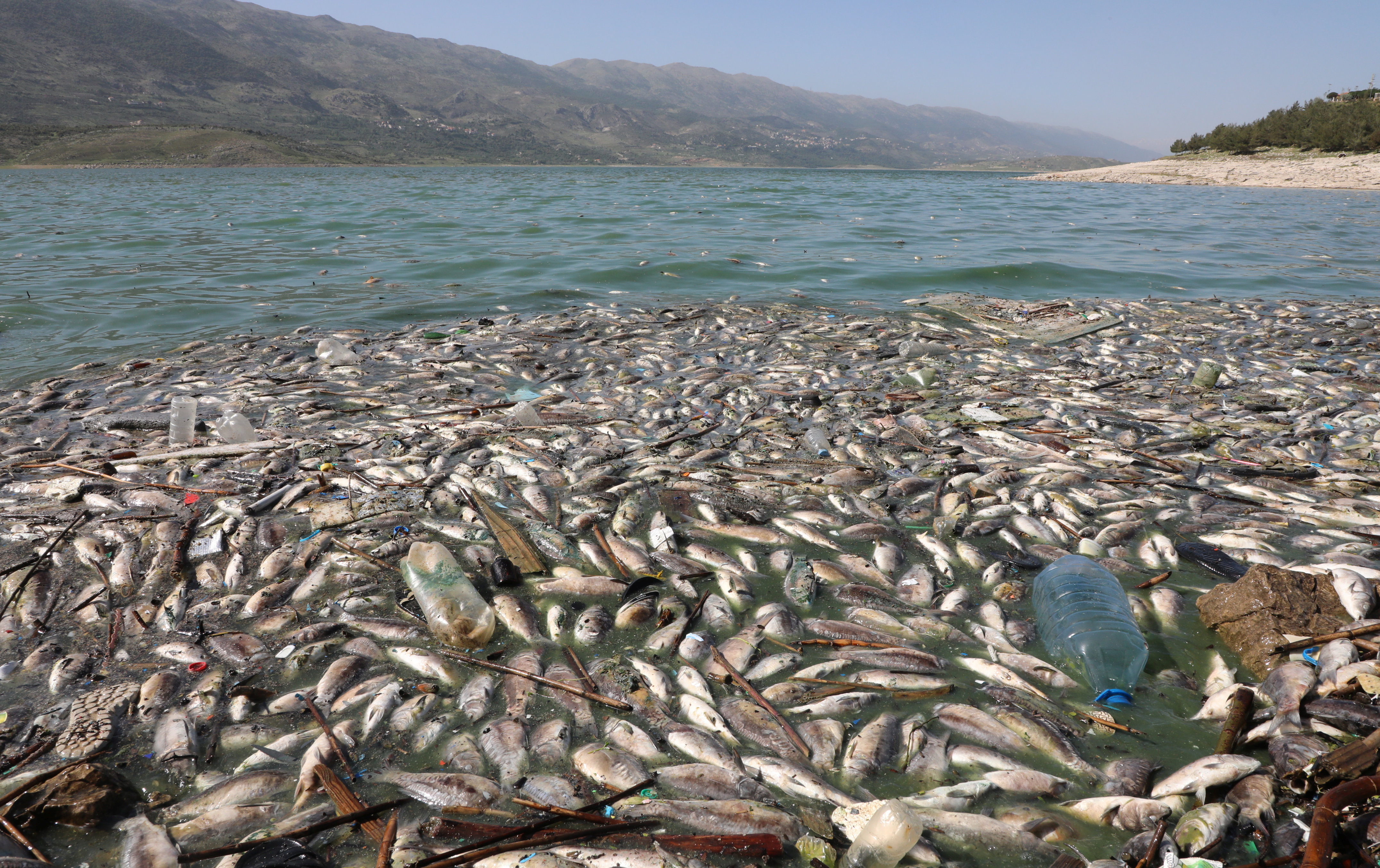 Tonnes of dead fish wash up on shore of polluted Lebanese lake | Reuters