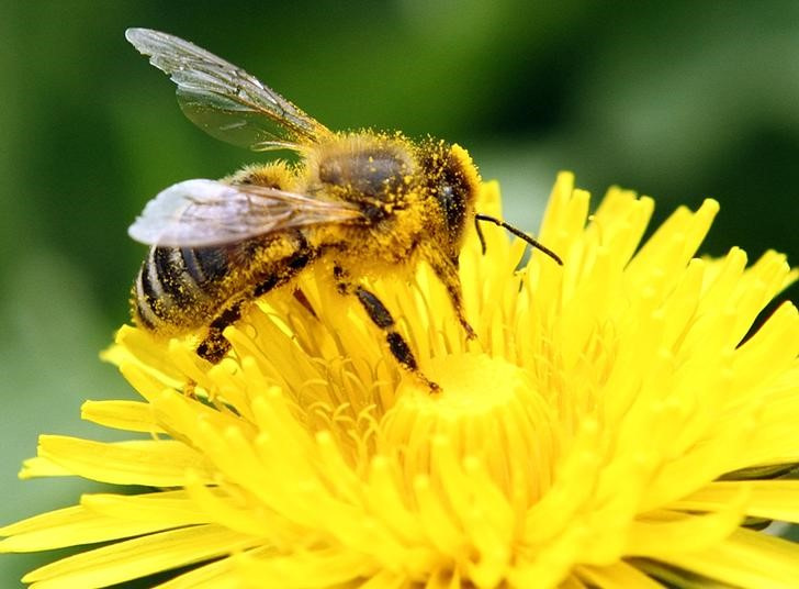 A bee collects pollen from a dandelion blossom on a lawn in Klosterneuburg