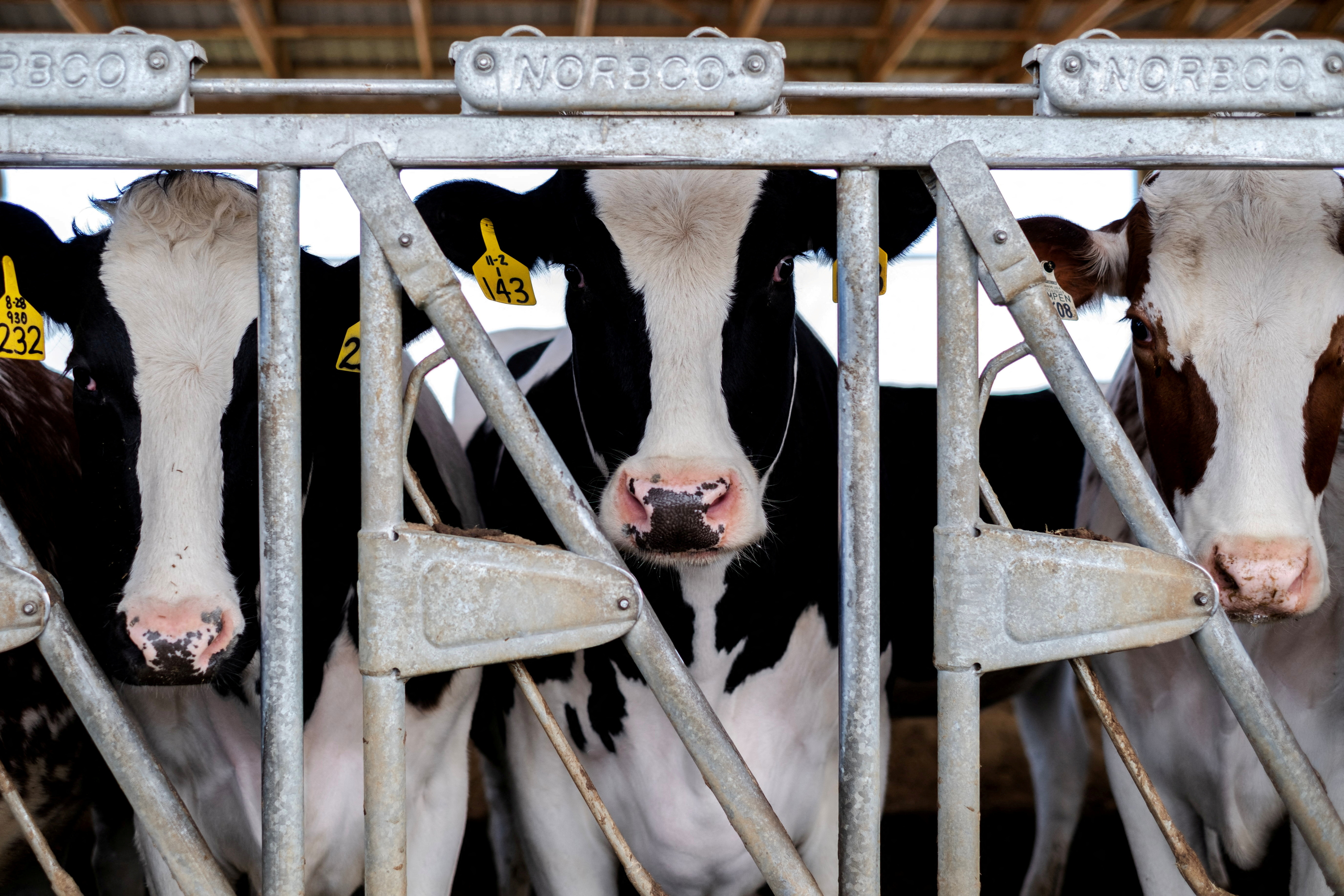 Cows stand in their pen at a cattle farm in Rockford