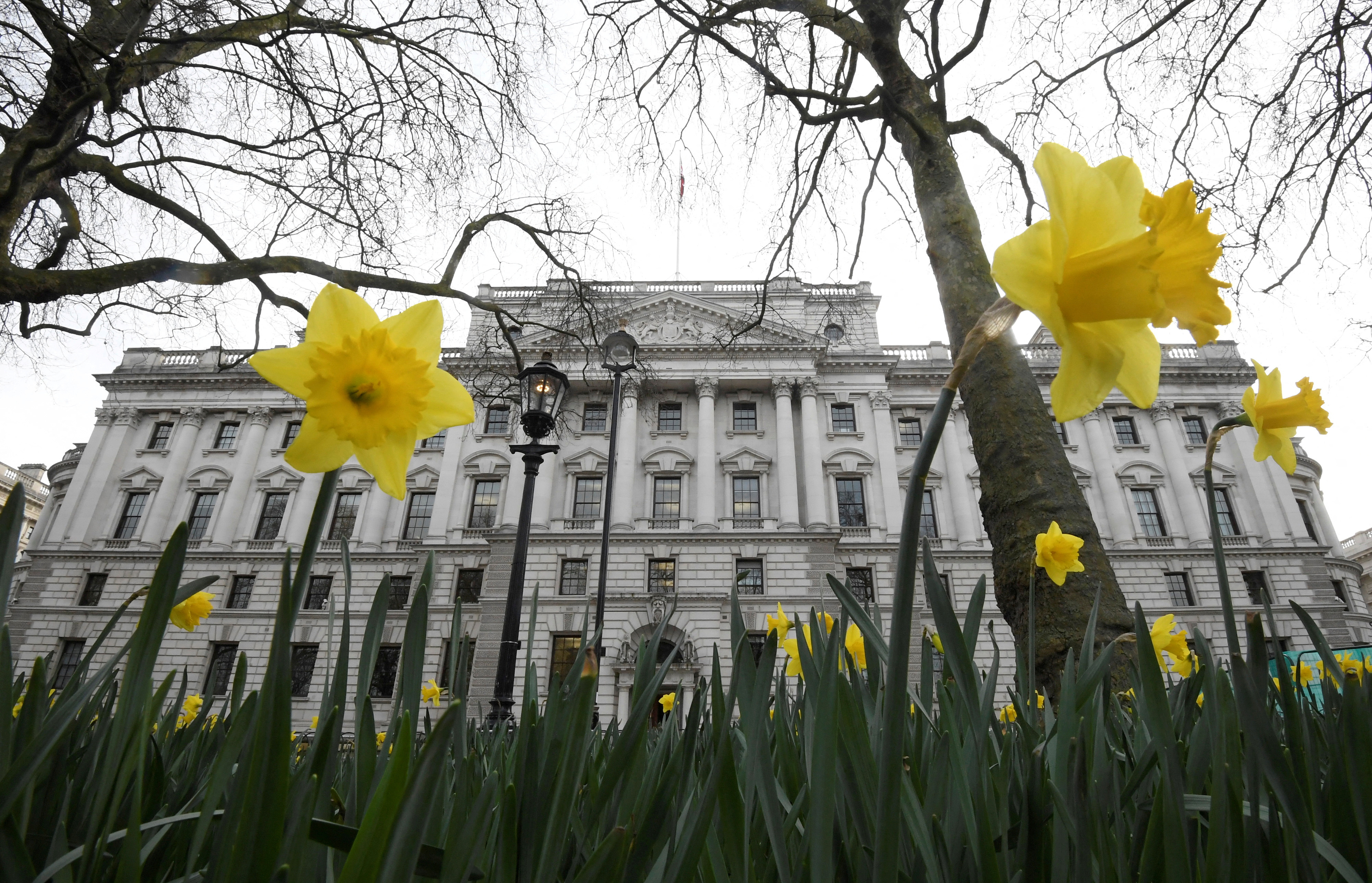 Daffodils are seen flowering near the Treasury building in London, Britain