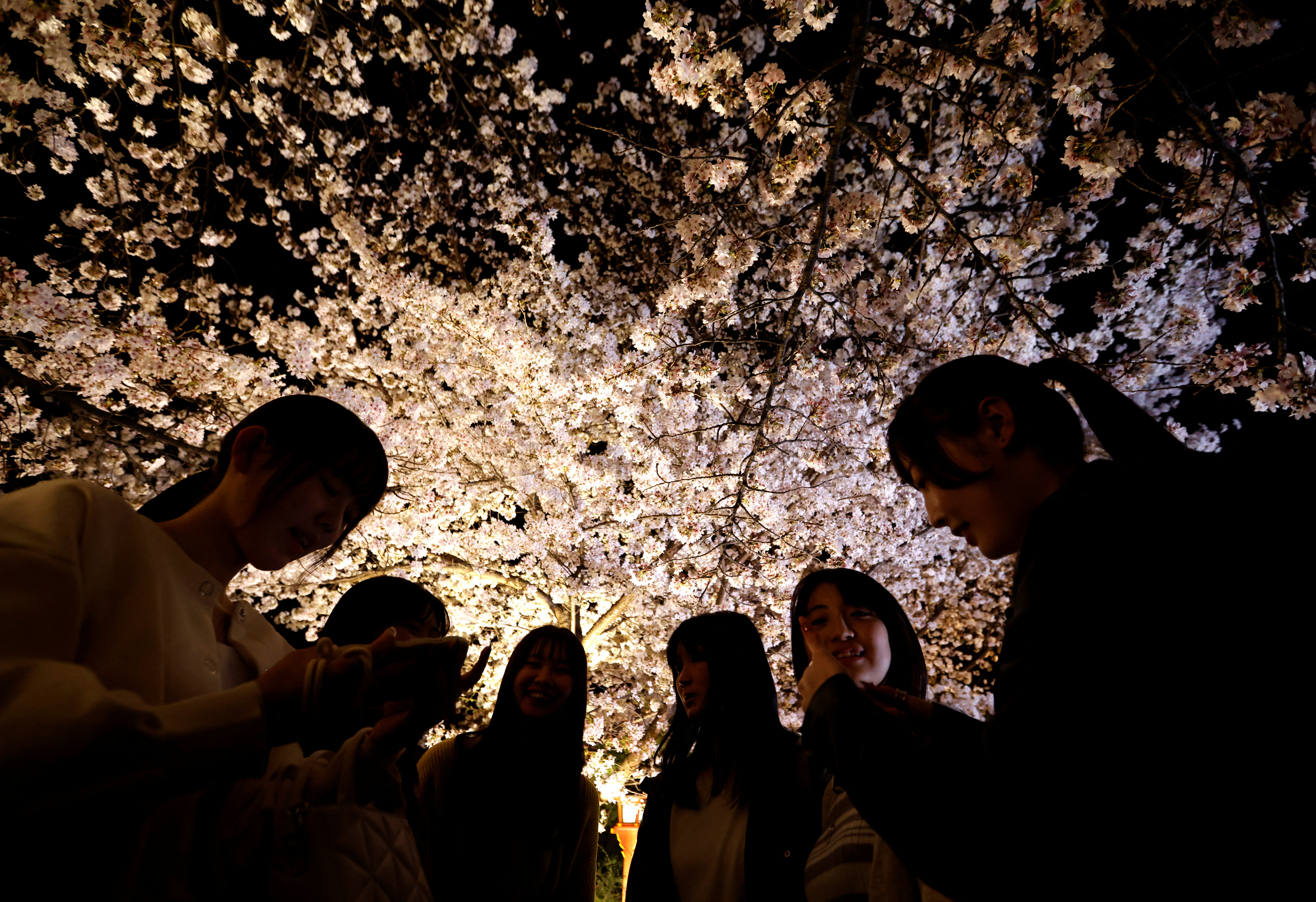 Tourists prepare to take a picture under illuminated blooming cherry blossoms at Gion district in Kyoto