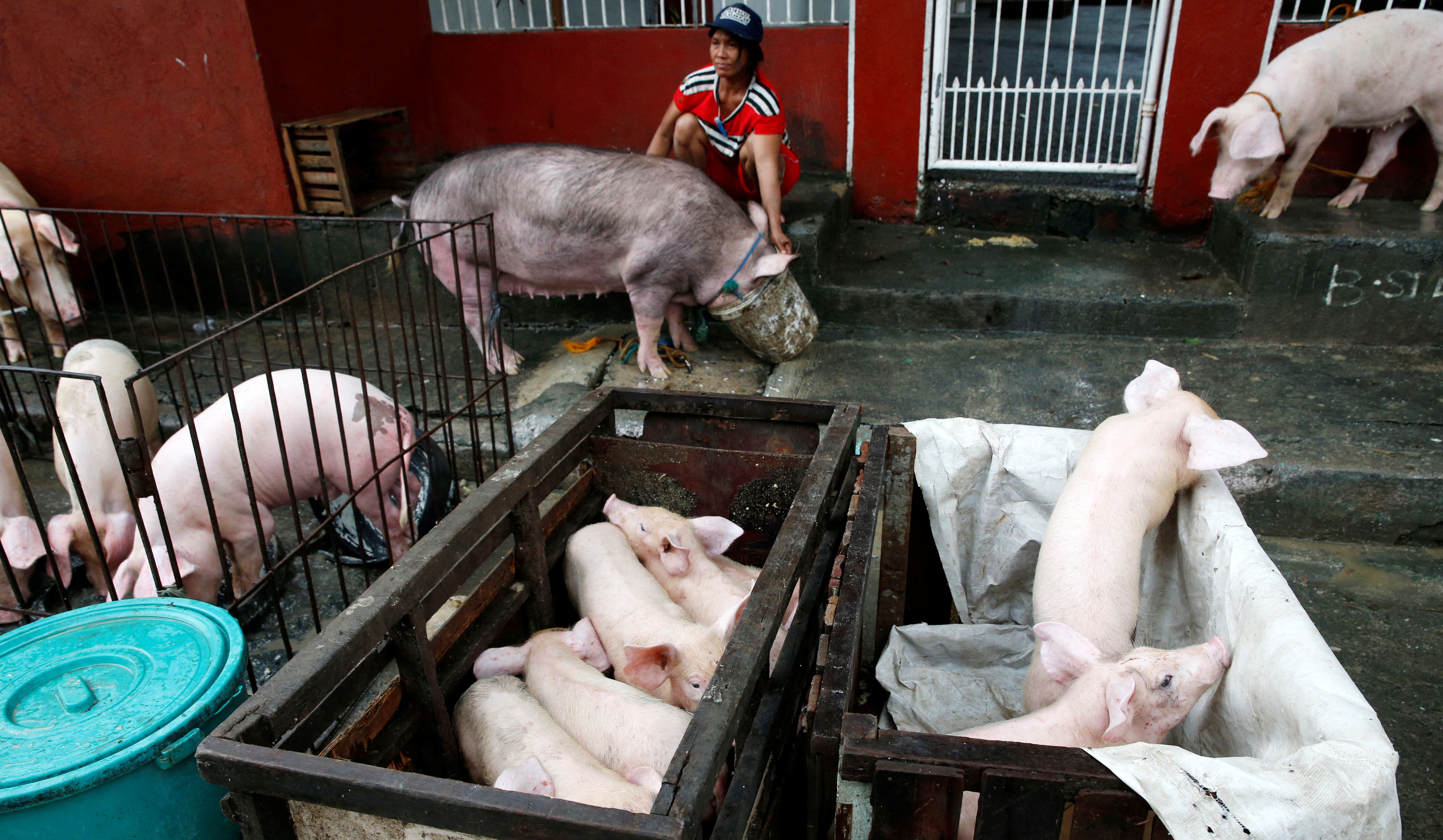 A woman feeds her pig next to other hogs after they were evacuated due to flooding brought by monsoon rains in San Mateo