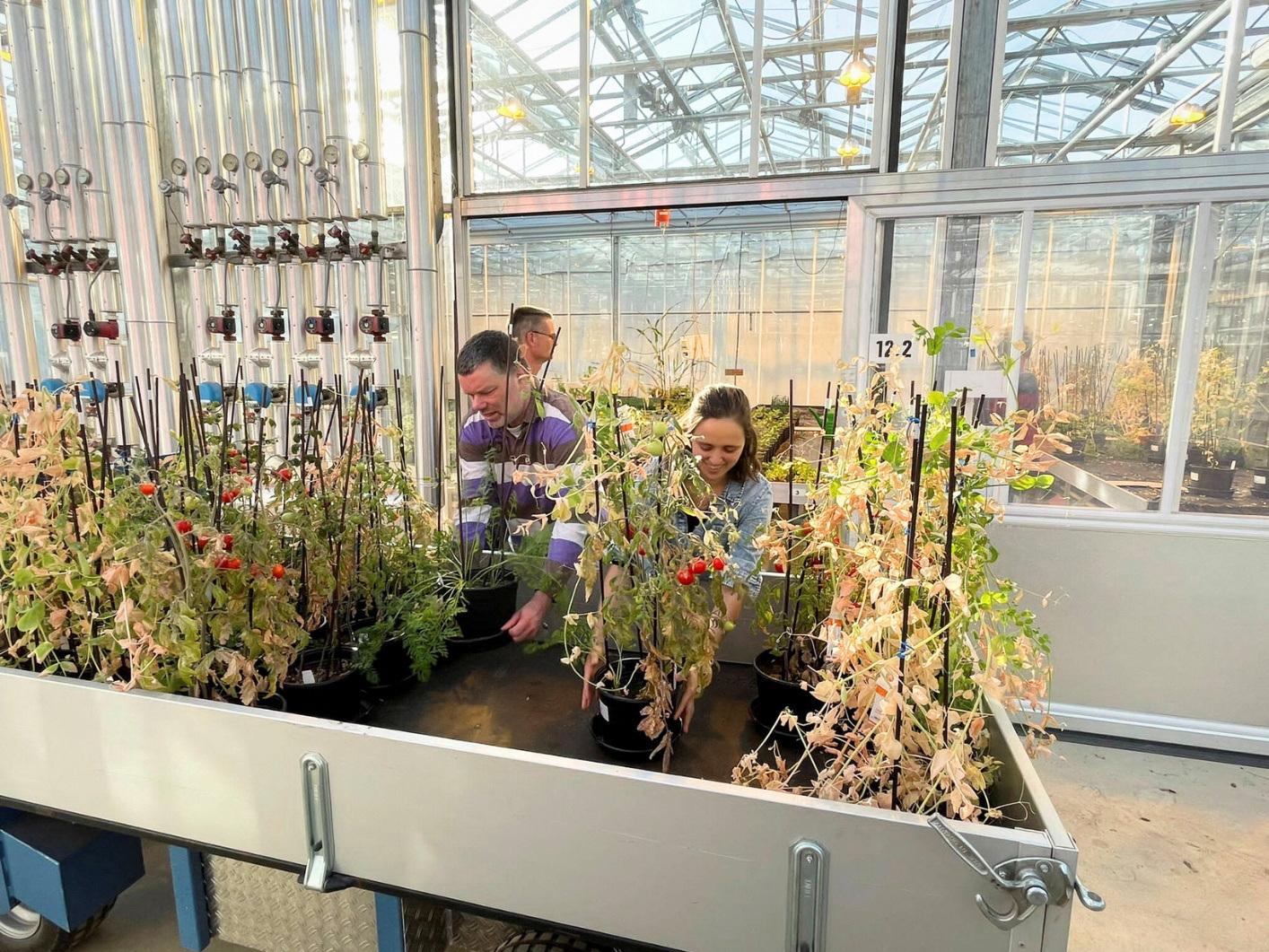 Researchers harvest crops that were grown in Mars regolith simulant, sand and organic Earth soil in Wageningen