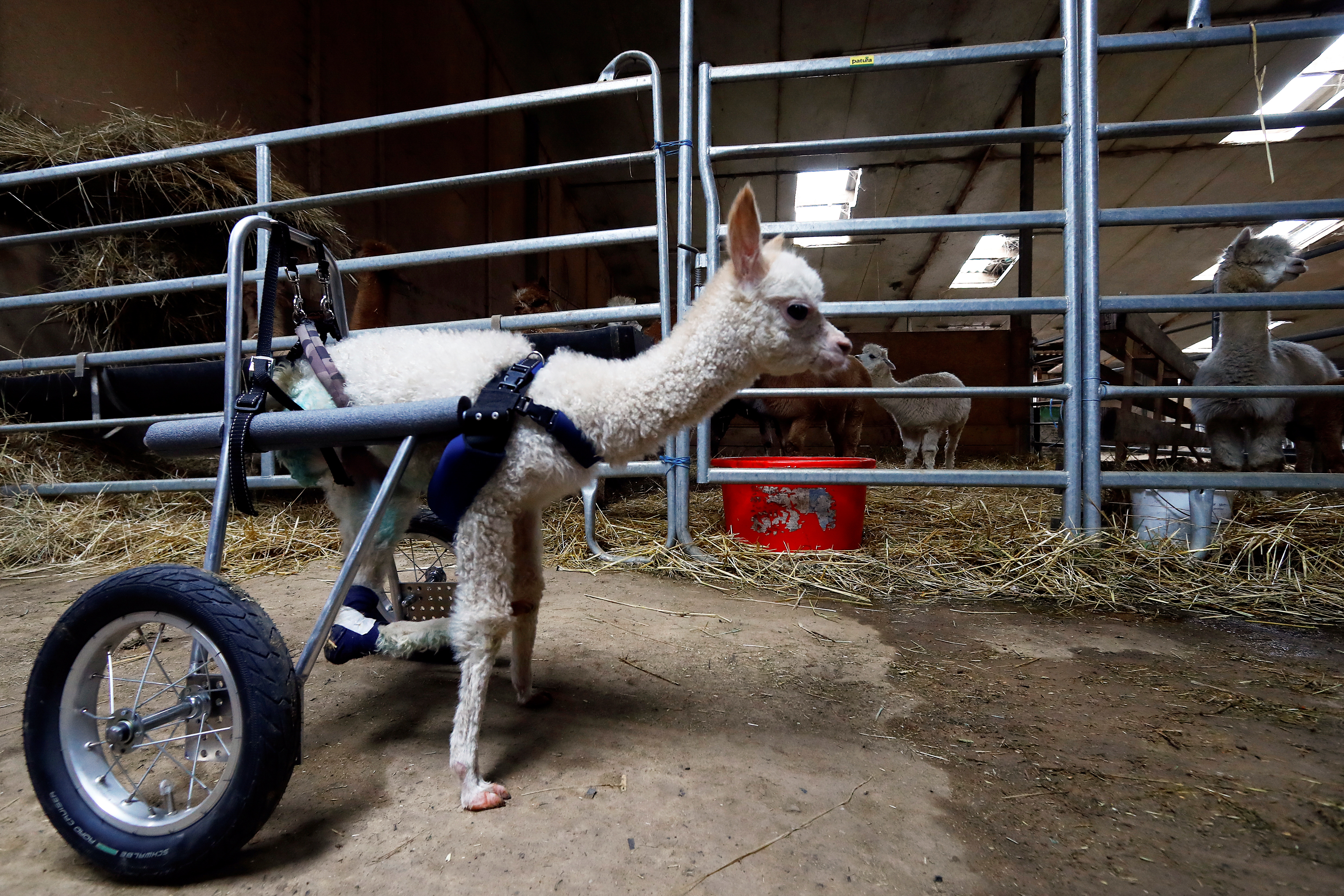 Baby Alpaca Learns to Walk Again Thanks to Prosthetic Leg in Adorable Clip