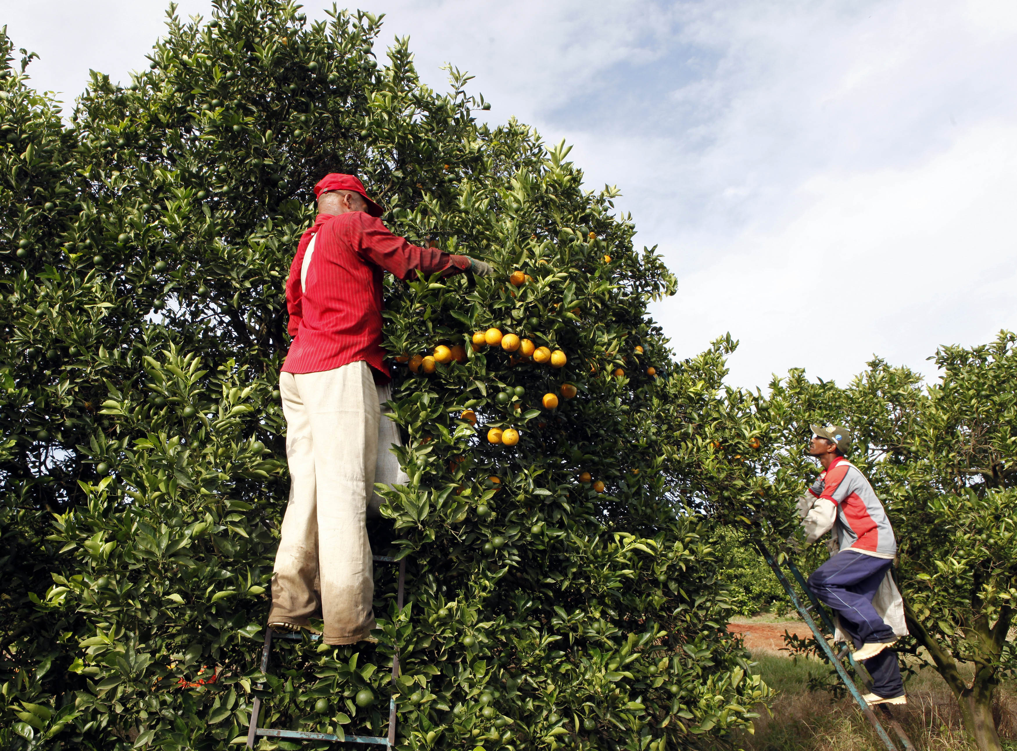 Workers harvest oranges on a farm in Limeira