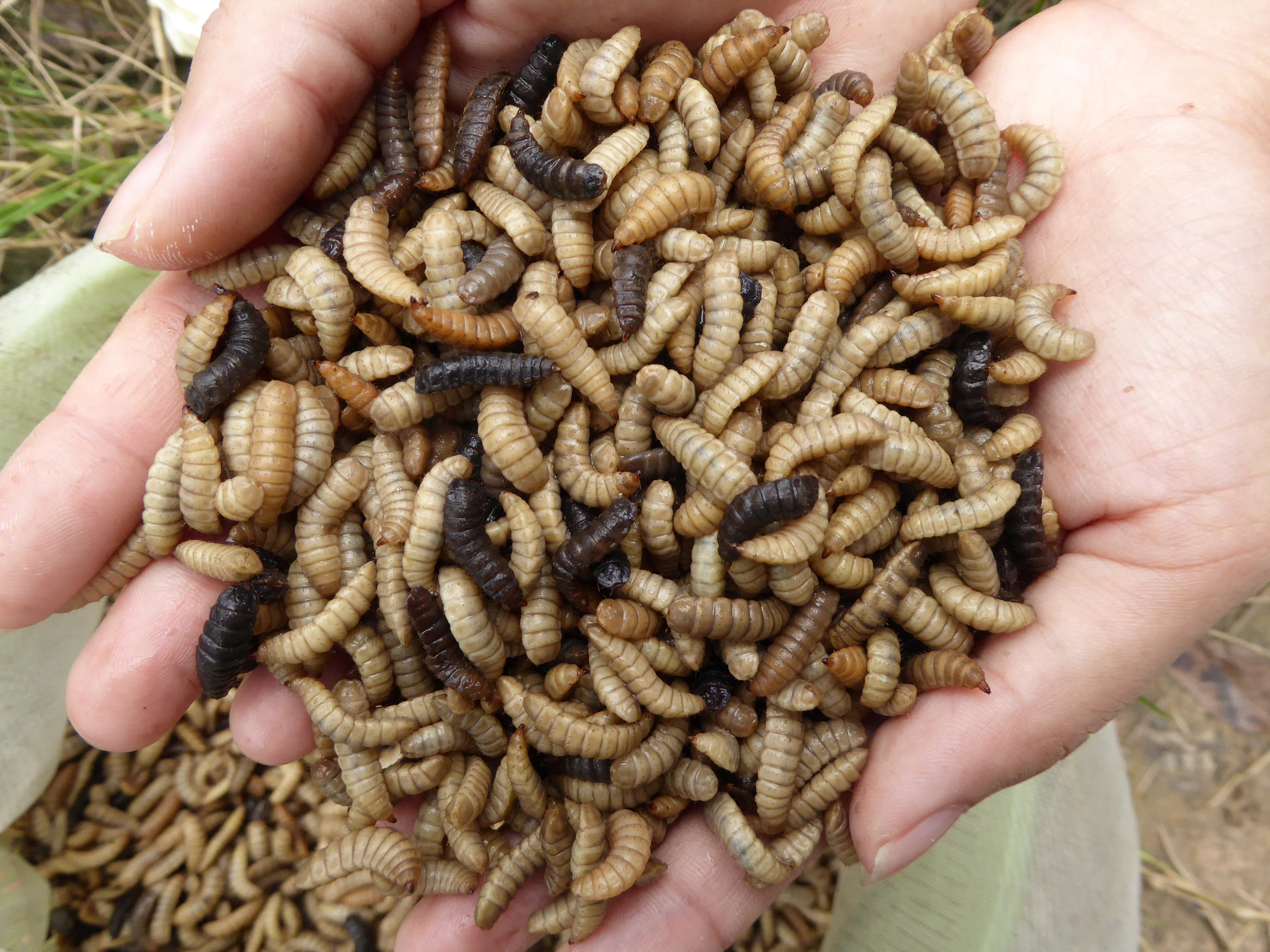A handful of Black Soldier Fly larvae photographed in Malaysia