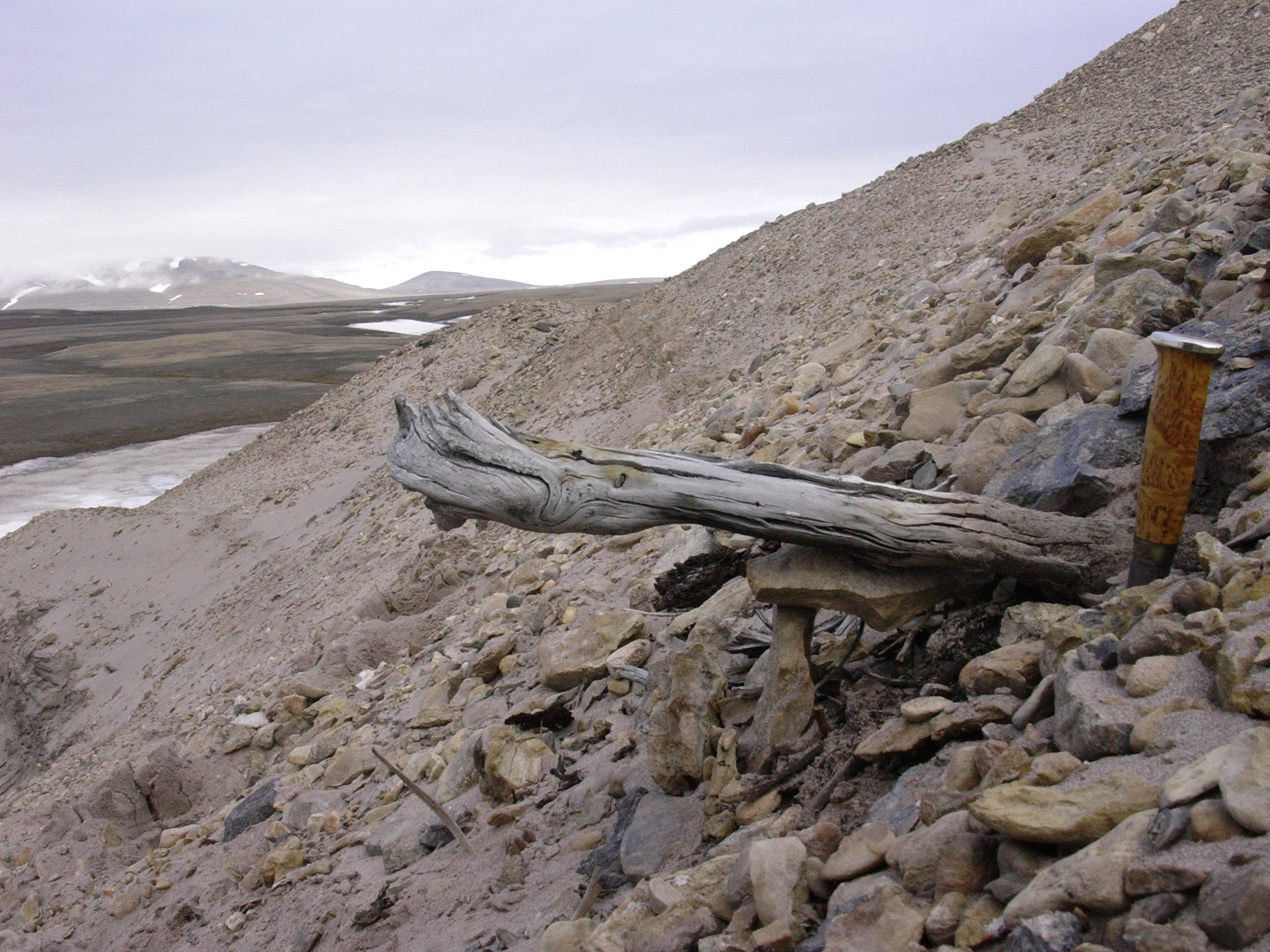 A two million-year-old trunk from a larch tree in northernmost Greenland
