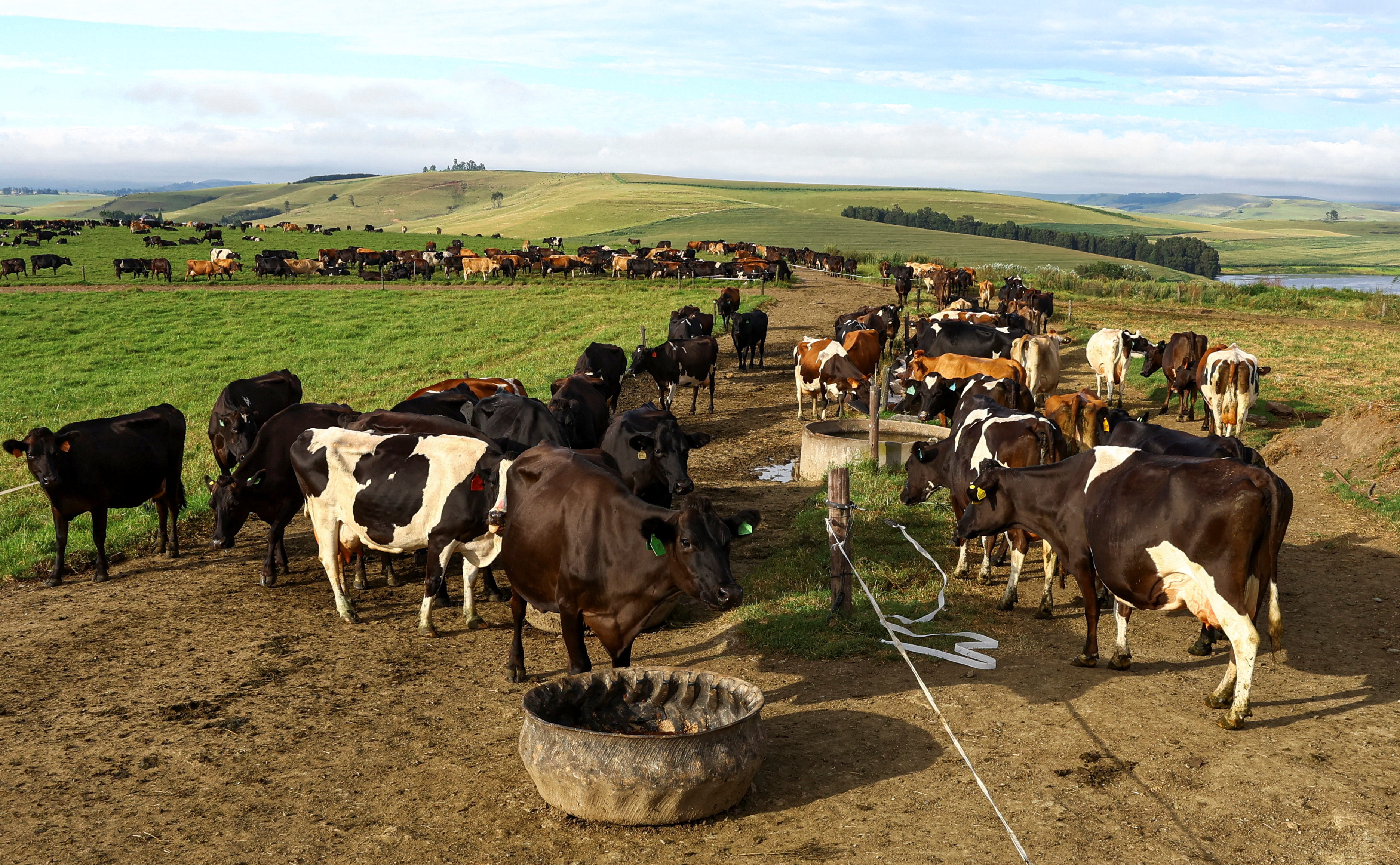 South African farmers count mounting losses as foot-and-mouth disease rages  | Reuters