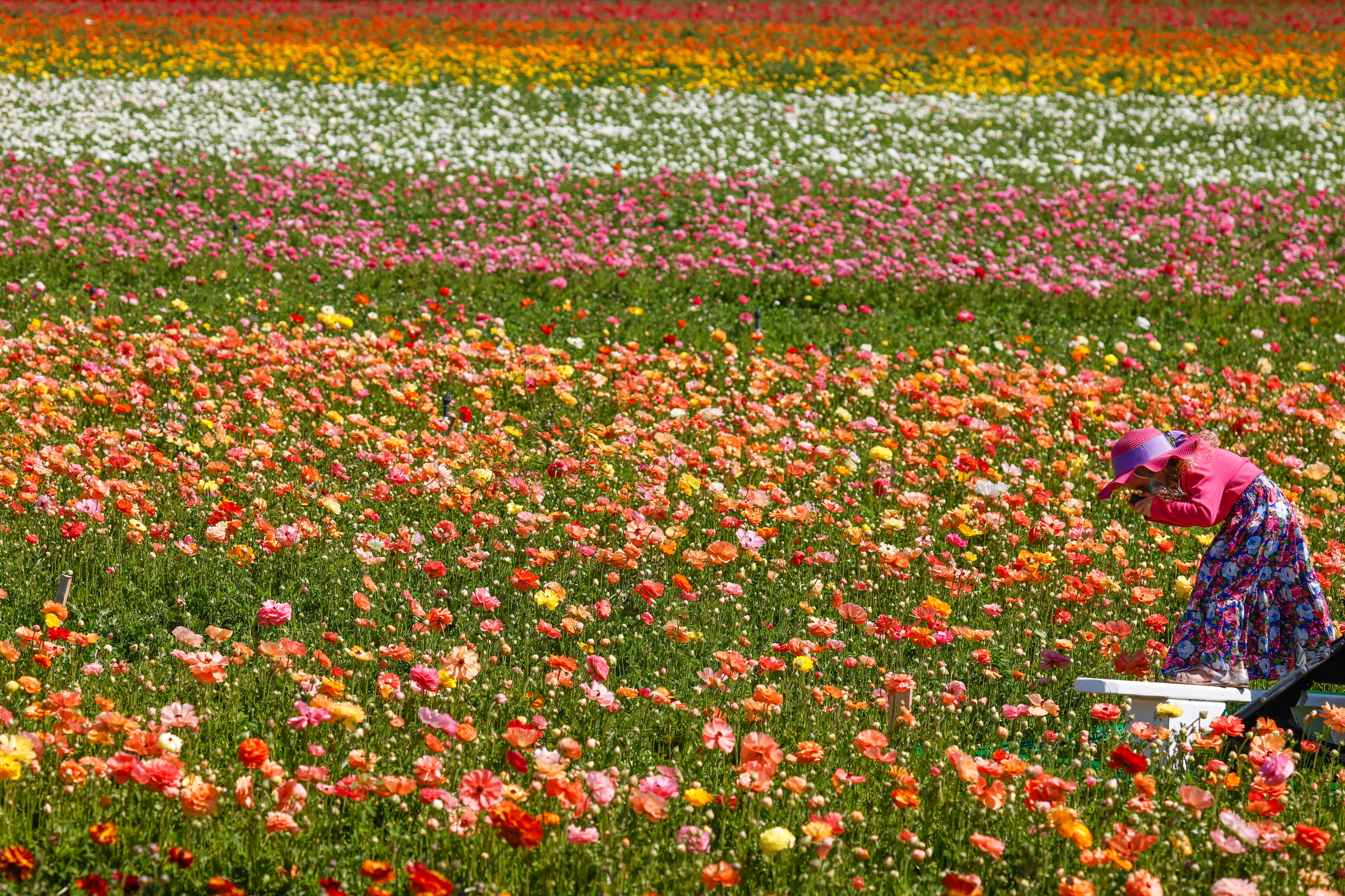 Carlsbad Flower Fields - A Complete Guide — This Life Of Travel