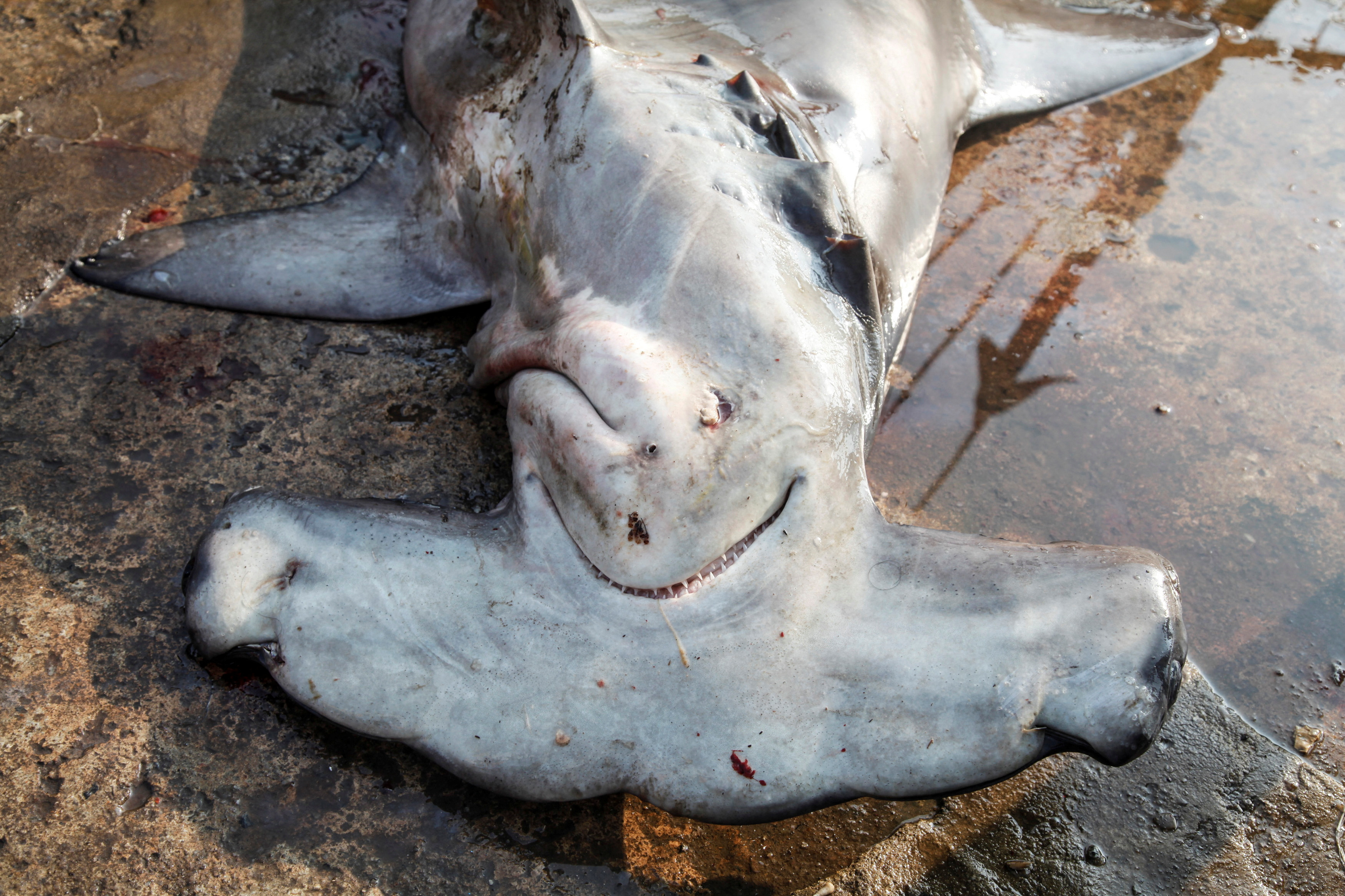 A hammerhead shark lies dead at the dock of the Mirissa Fisheries Harbour in south Sri Lanka