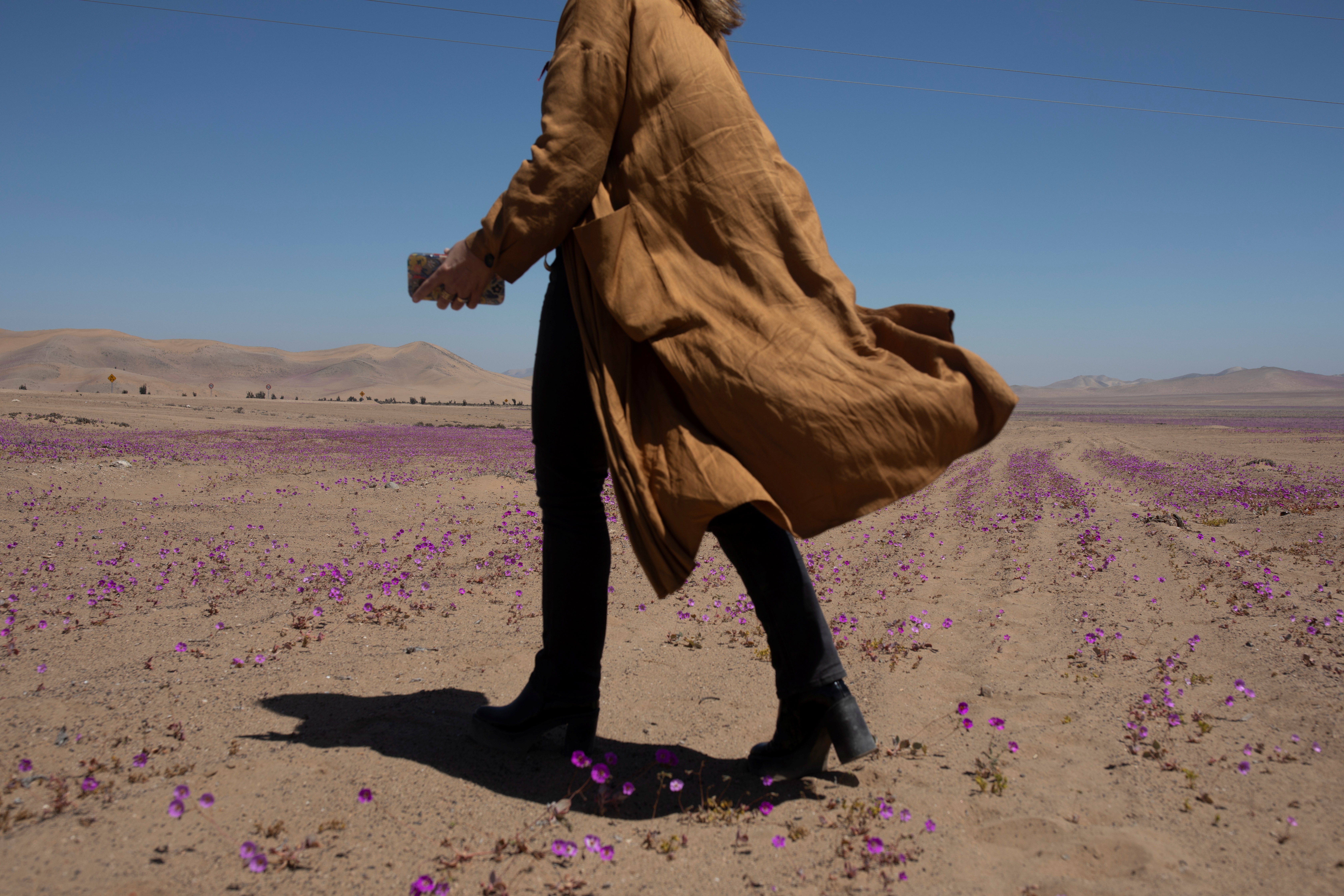 Atacama desert during 'Desierto Florido', a natural phenomenon that fill with flowers the driest desert in the world in Copiapo