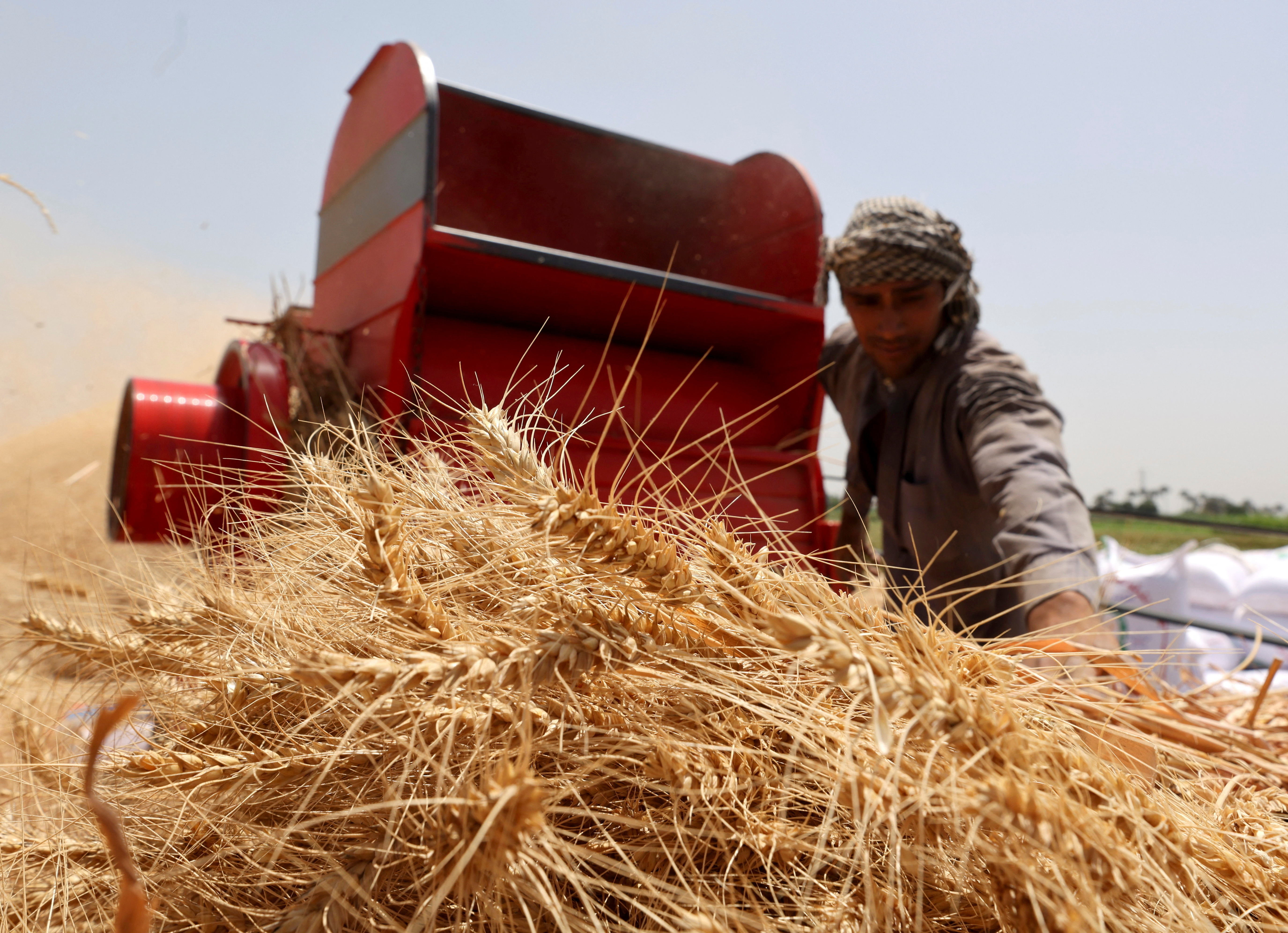 A farmer carries a bundle of wheat after harvesting it from a field in Al Qalyubia Governorate