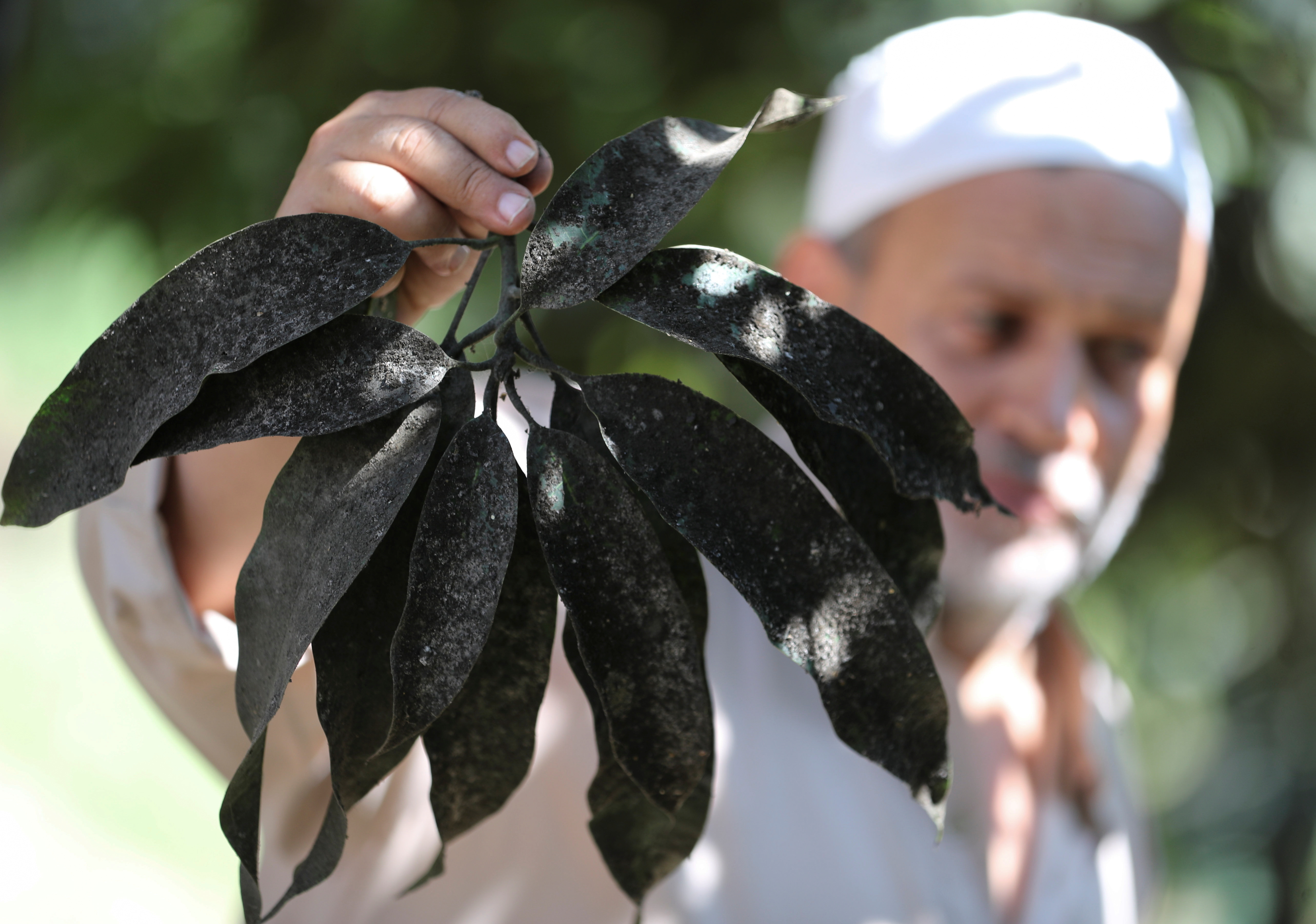 A farmer shows infected mango tree leaves after the yield dropped due to fungus linked to global warming, in Ismailia, Egypt, July 26, 2021. REUTERS/Mohamed Abd El Ghany
