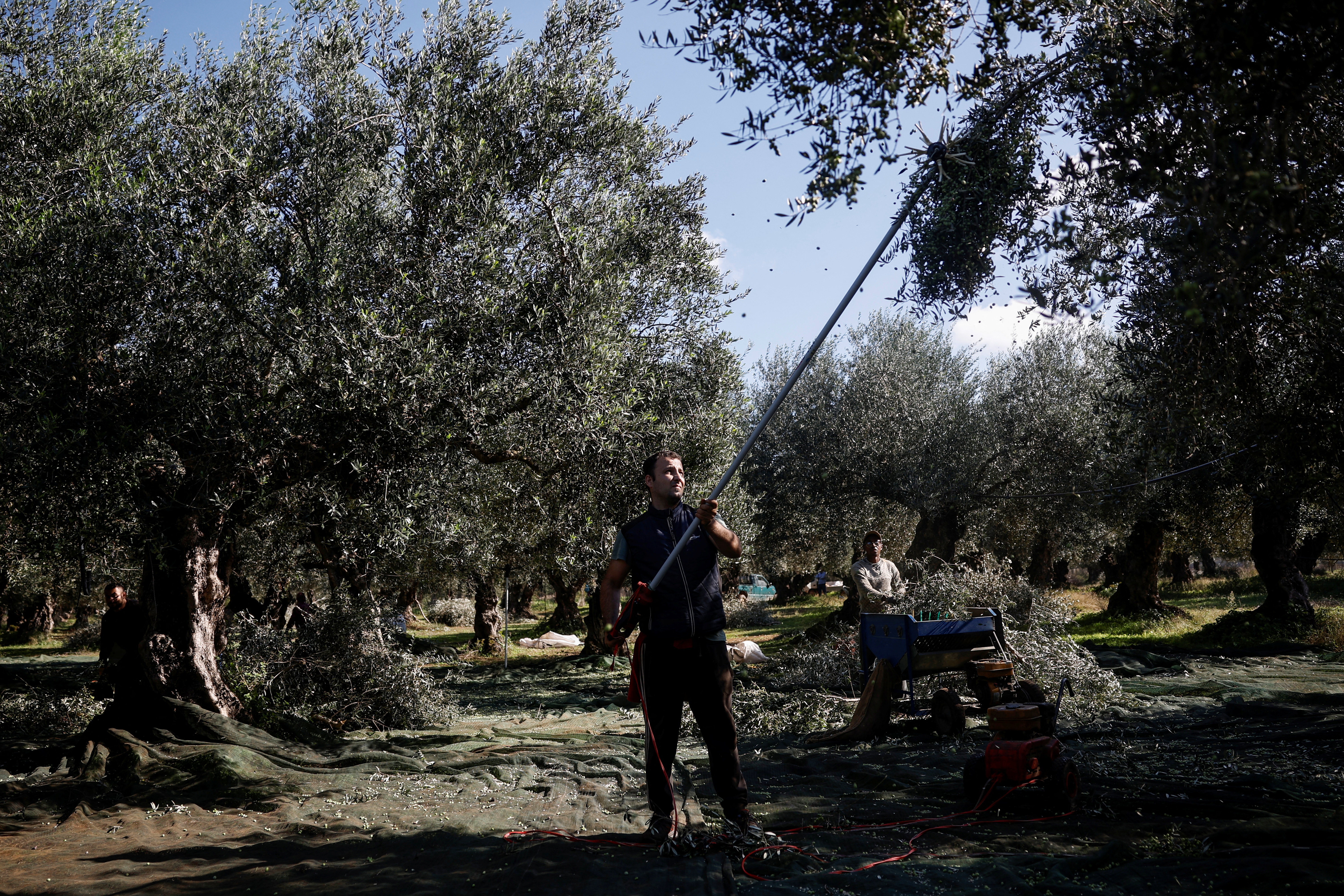 Greek olive growers brace themselves as thieves lurk for pricey crop