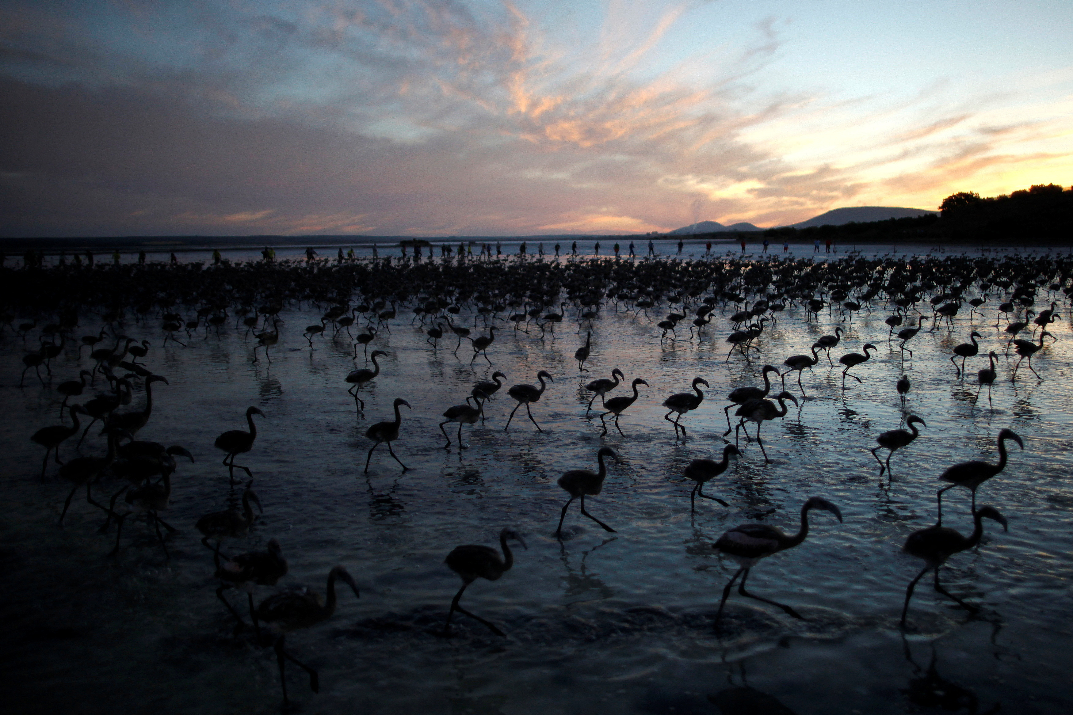 Volunteers wade across a lagoon at dawn to gather flamingo chicks and place them inside a corral at the Fuente de Piedra natural reserve