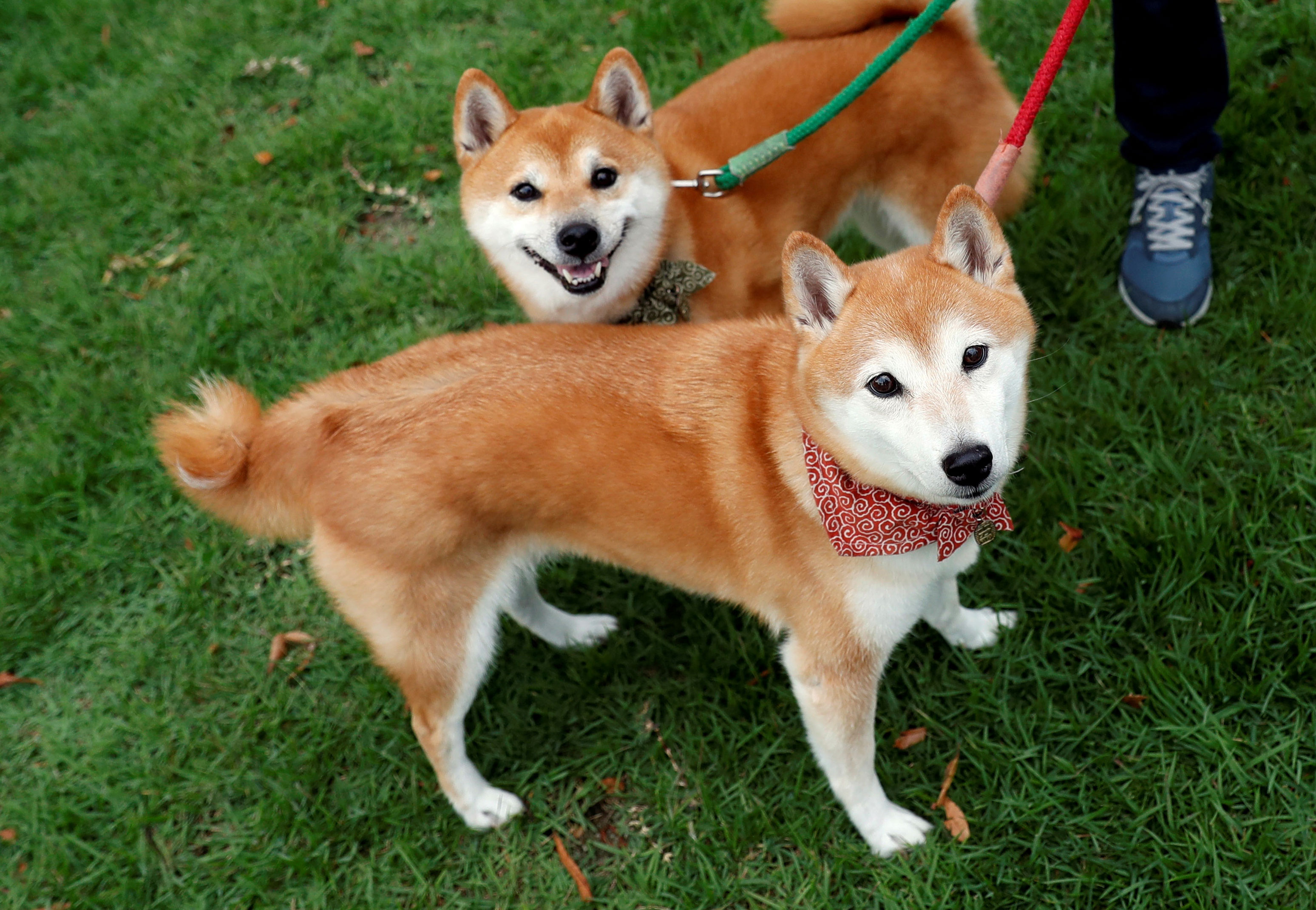 A local resident takes Japanese Shiba Inu dogs for a walk in Toyota, central Japan