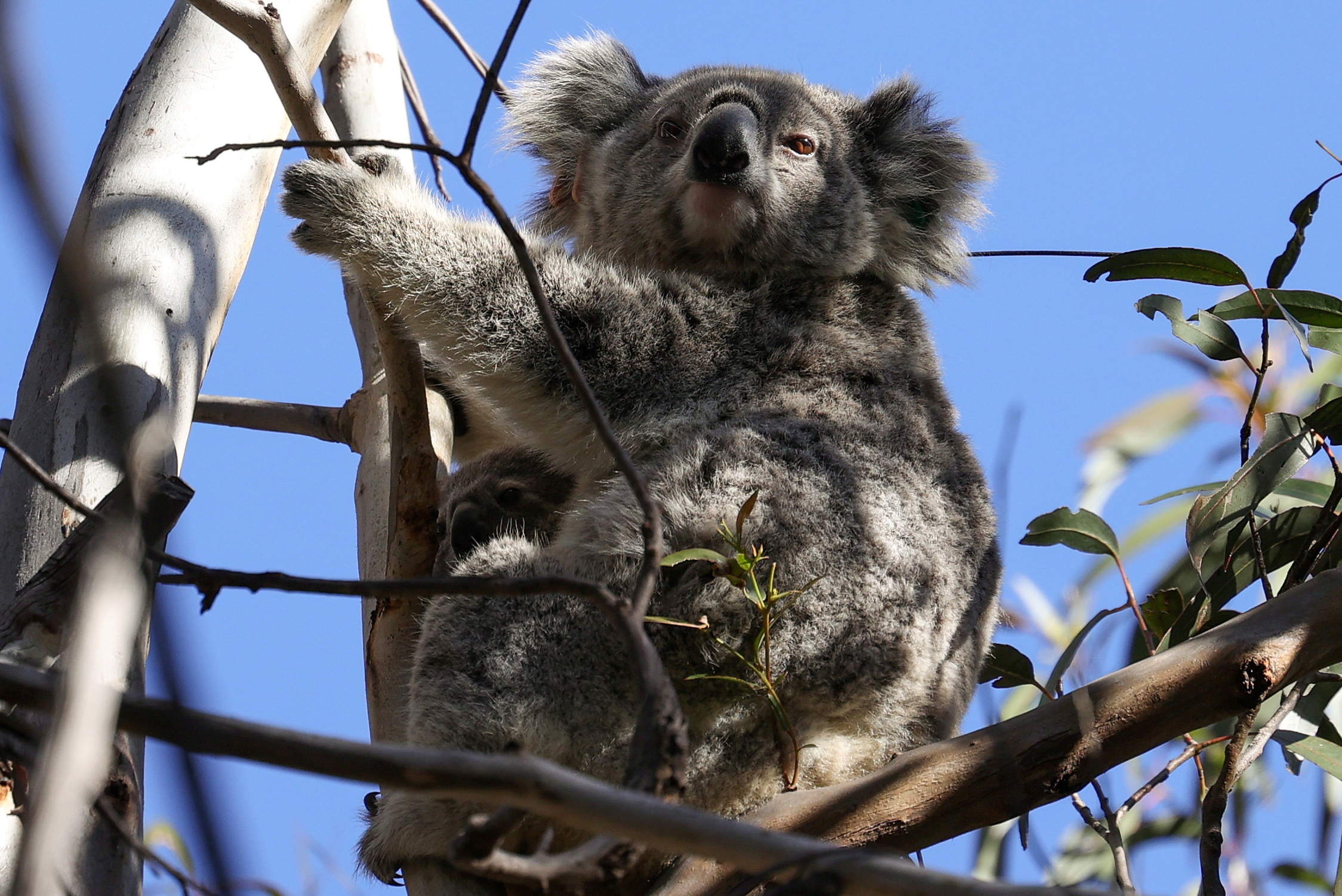 Australia May List East Coast Koalas As Endangered Reuters