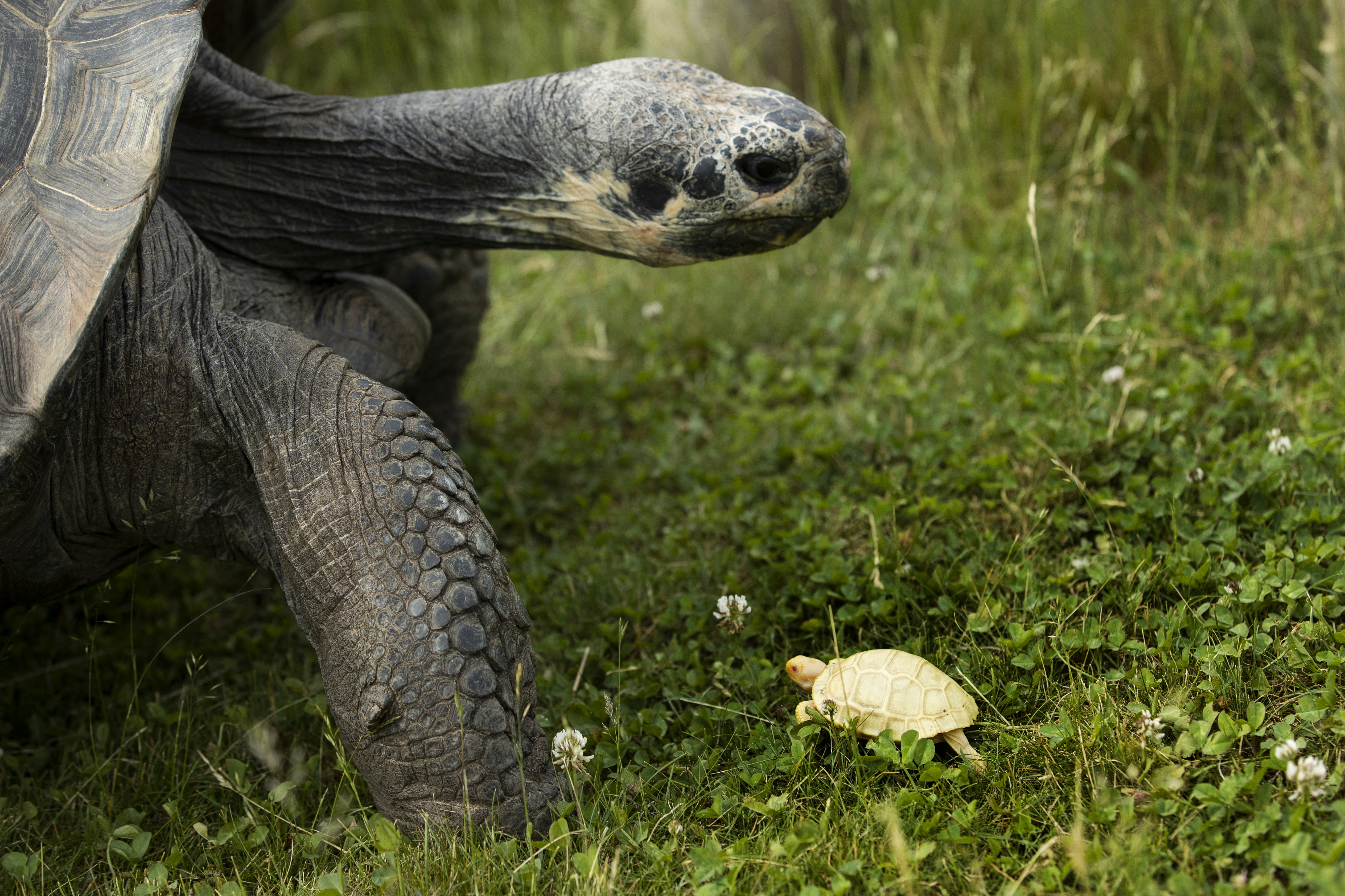 An albino baby Galapagos tortoise, born on May 1 and the first ever recorded albino birth, walks past an adult tortoise in Servion